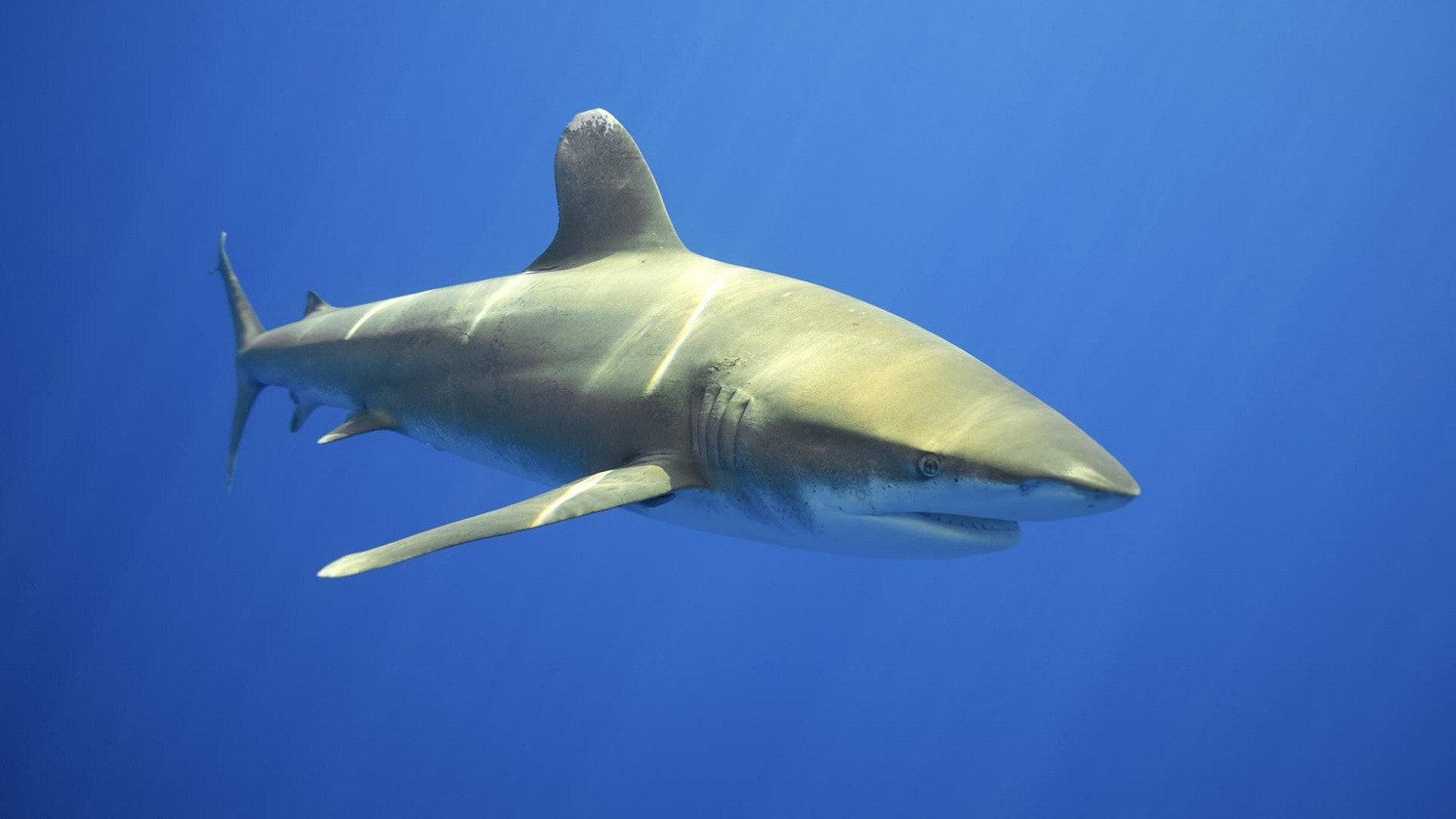 General 1920x1080 shark calm waters Pacific Ocean Great White Shark animals underwater fish