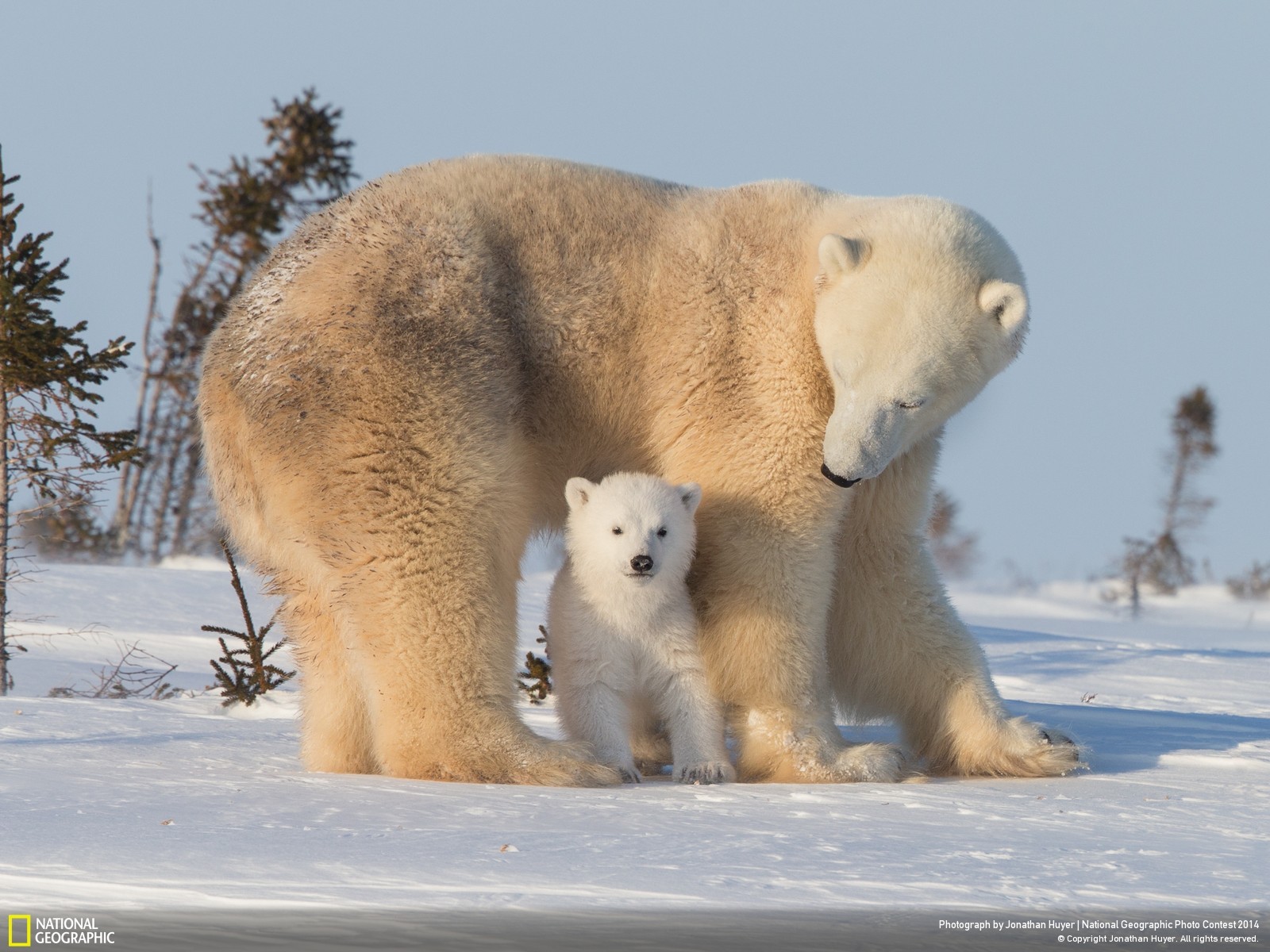 General 1600x1200 polar bears animals snow baby animals National Geographic bears mammals
