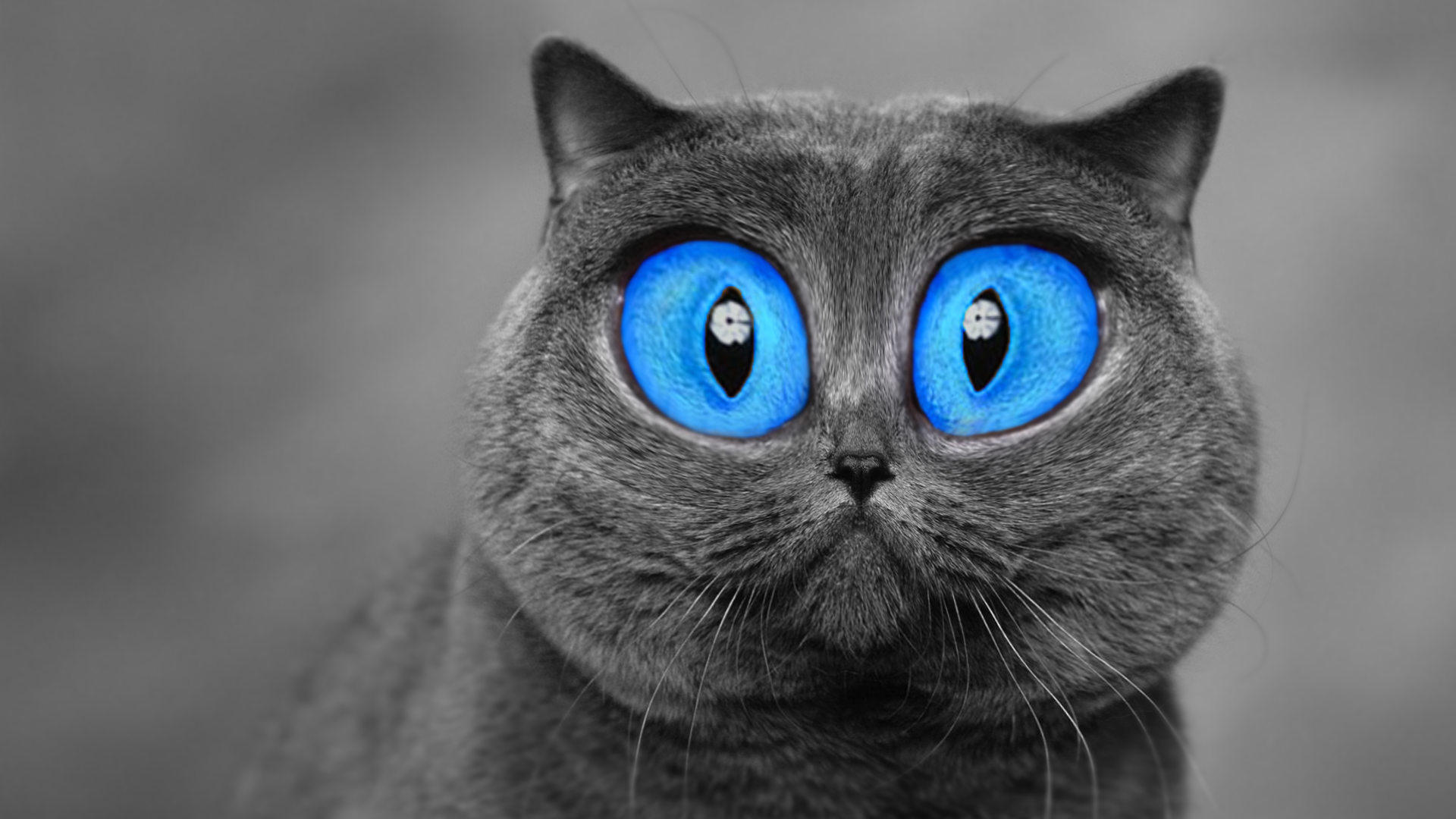 General 1920x1080 cats blue eyes animals digital art selective coloring mammals photo manipulation