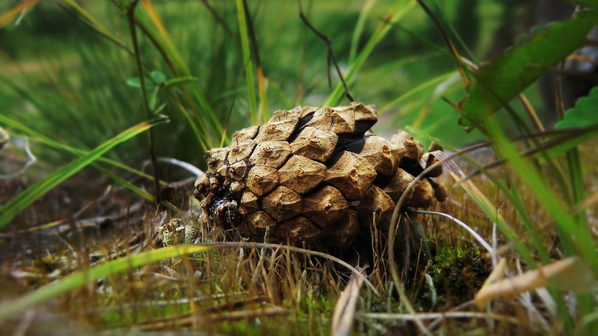 General 1920x1080 nature grass cones pine cones ground depth of field leaves plants outdoors