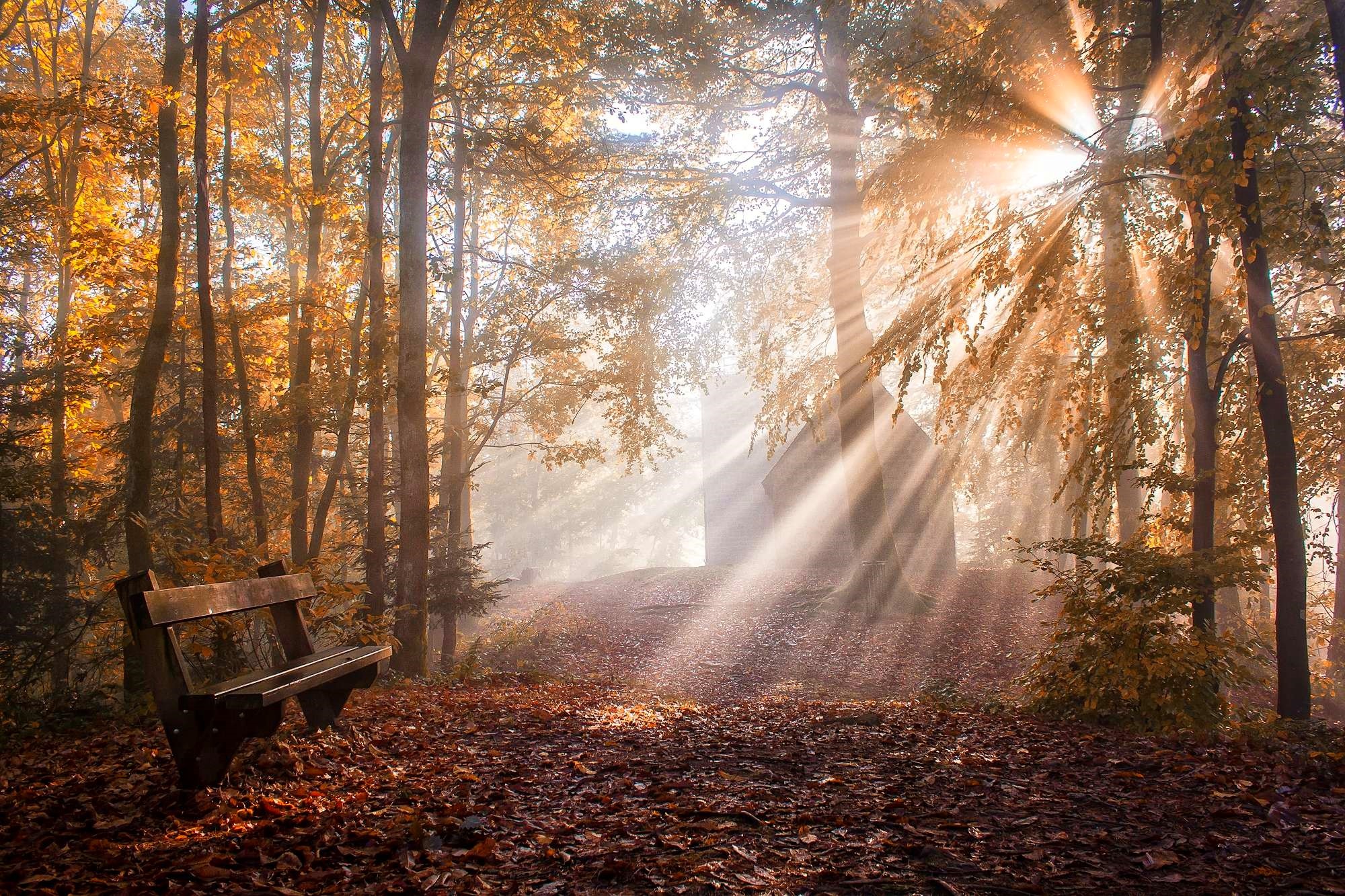 General 2000x1333 nature park bench leaves sun rays fall trees mist sunlight forest