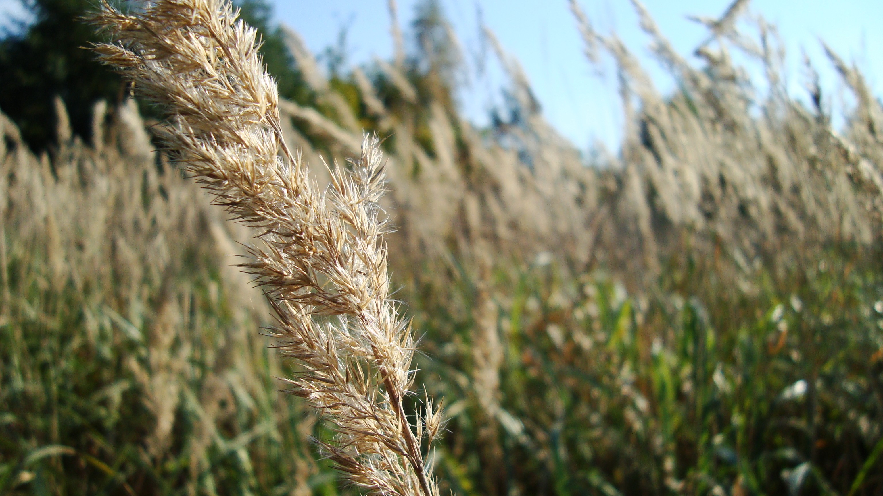 General 3072x1728 plants reeds macro green nature wheat outdoors