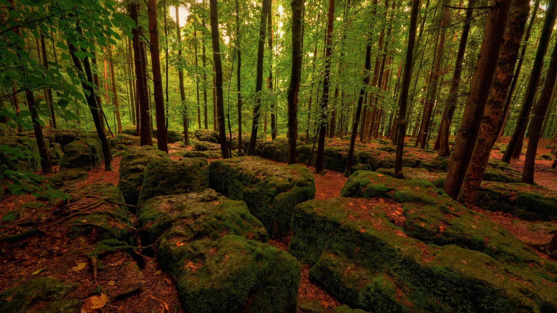 General 1920x1080 nature trees forest branch leaves rocks moss dead trees