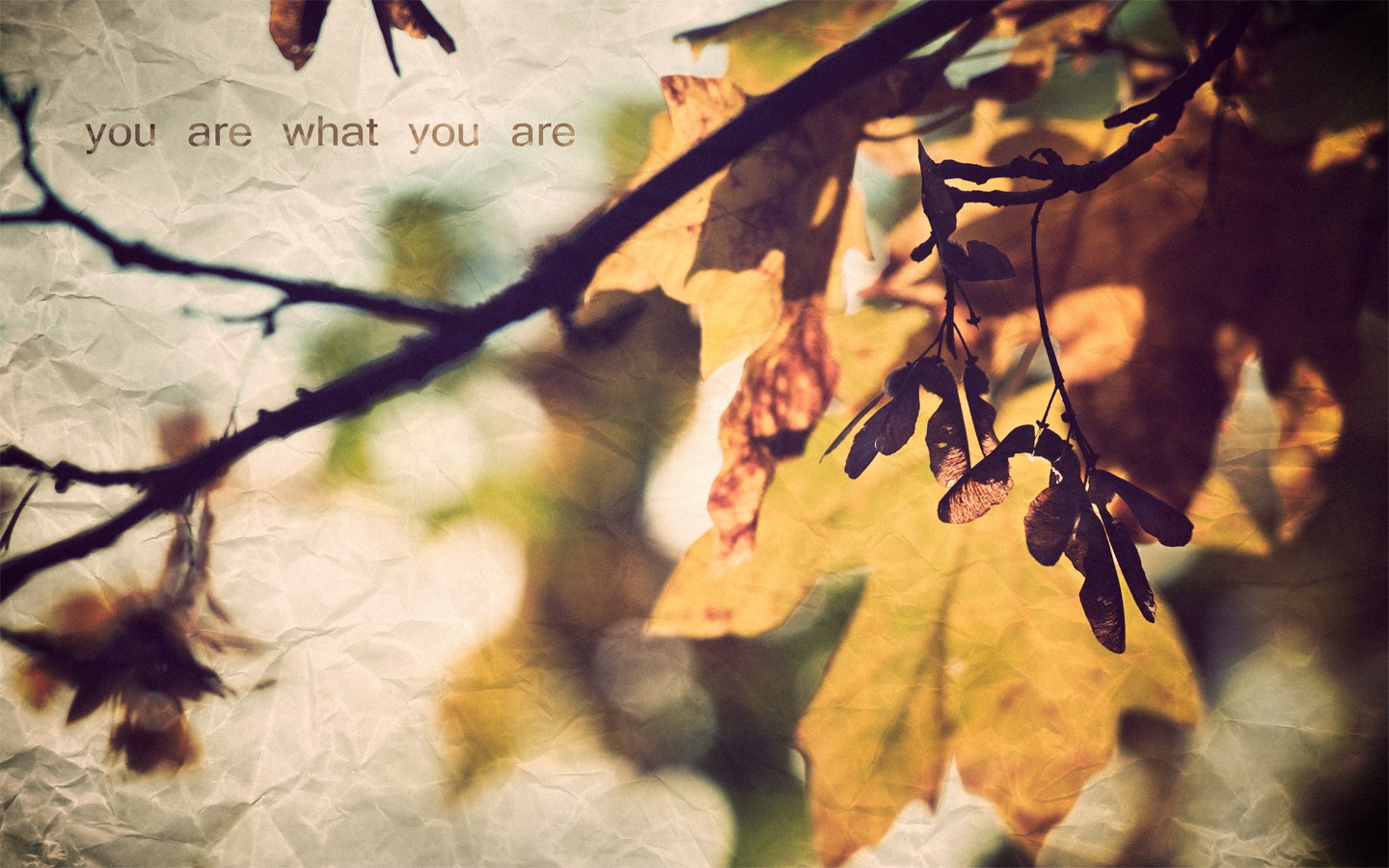 General 1440x900 leaves fall quote nature texture paper typography