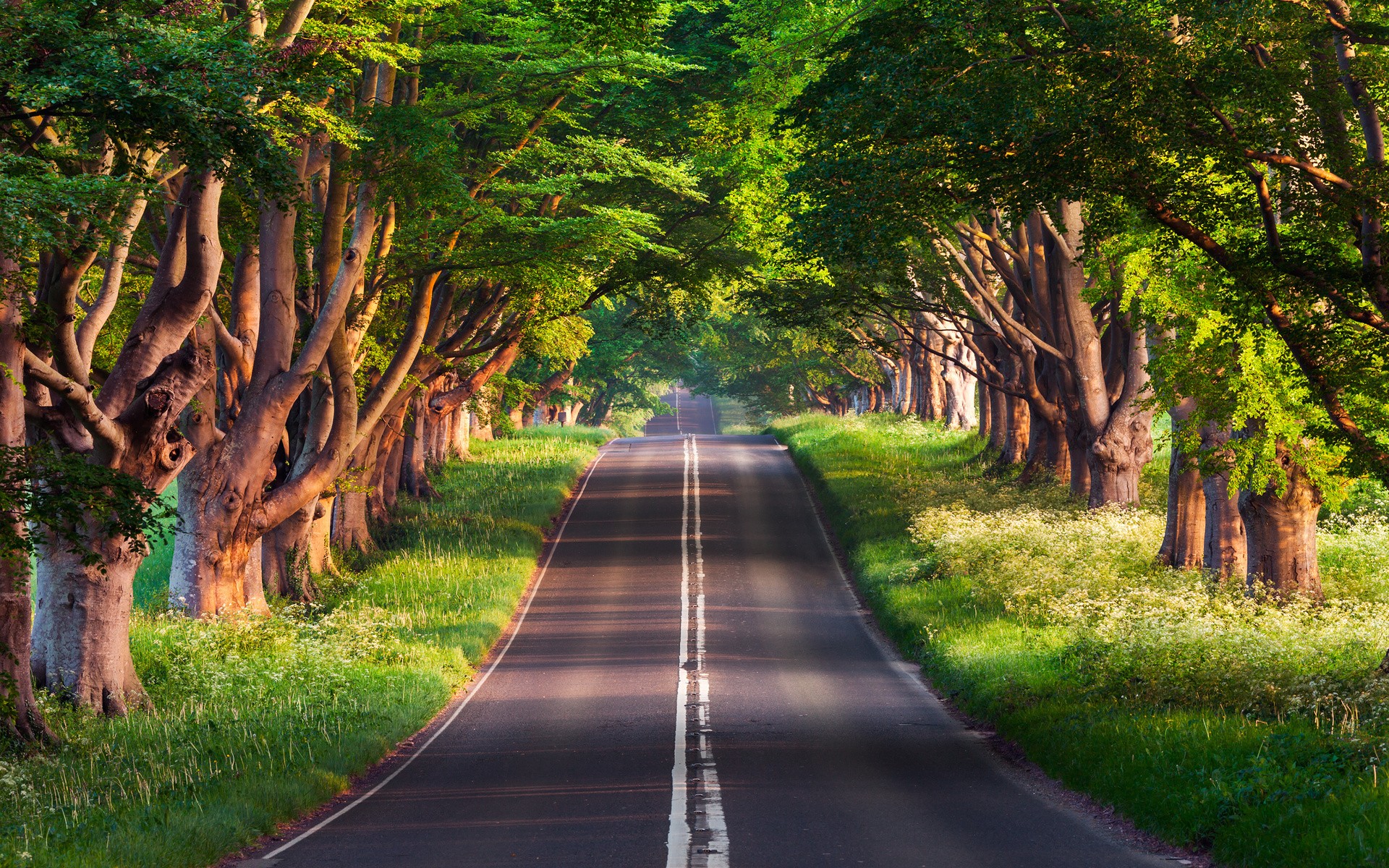 General 1920x1200 photography road trees asphalt outdoors