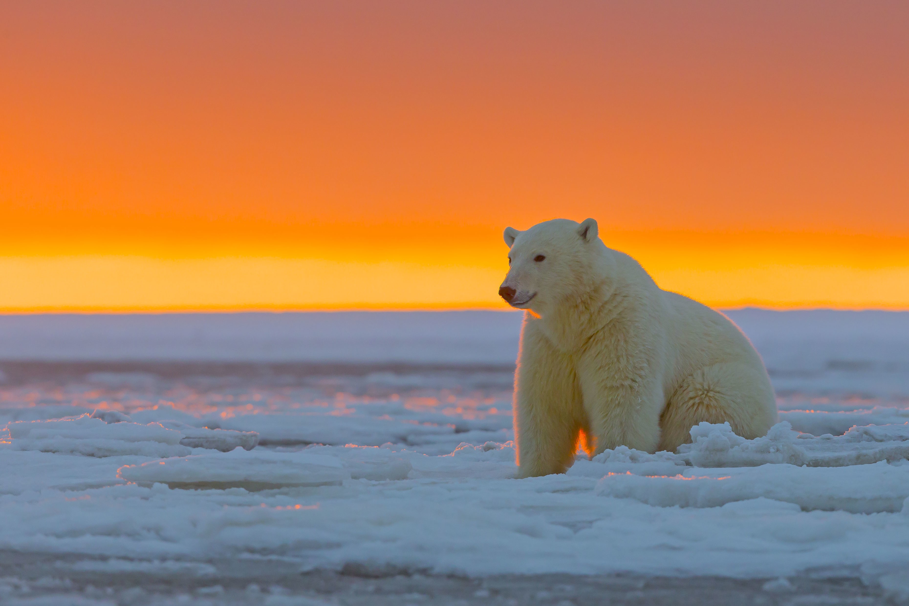 General 3720x2480 animals polar bears mammals ice orange sky sunlight bears