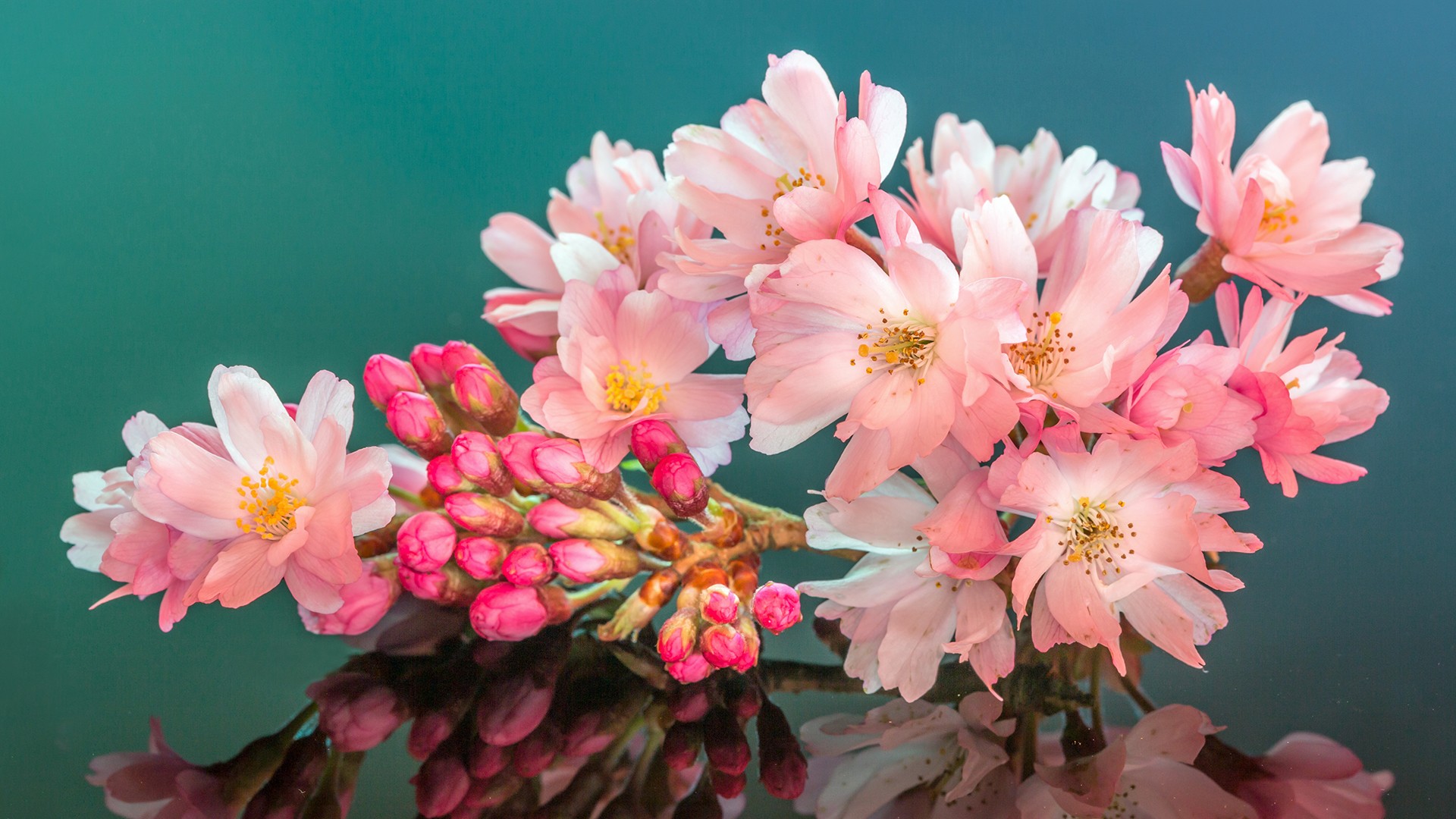 General 1920x1080 blossoms plants flowers pink flowers