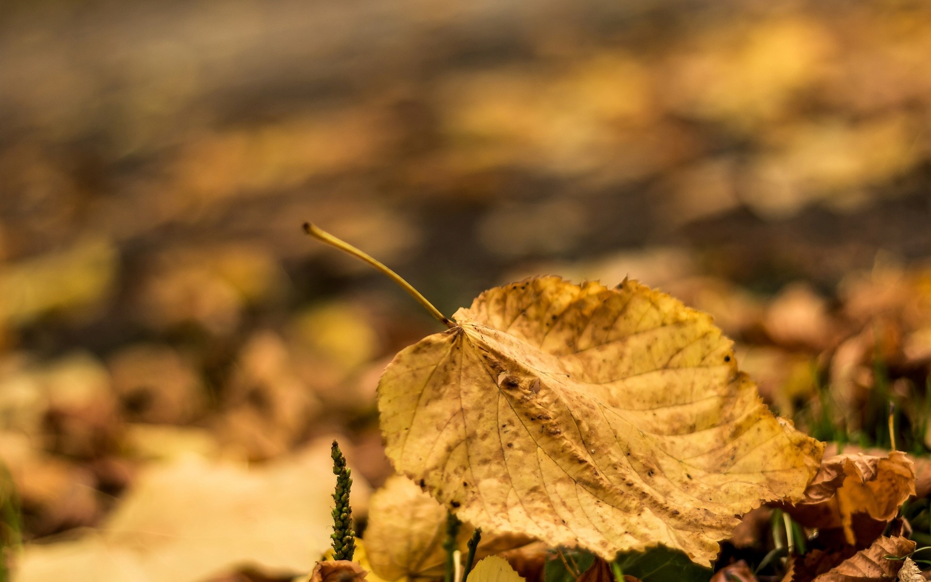 General 1920x1200 nature macro leaves yellow depth of field plants outdoors fallen leaves