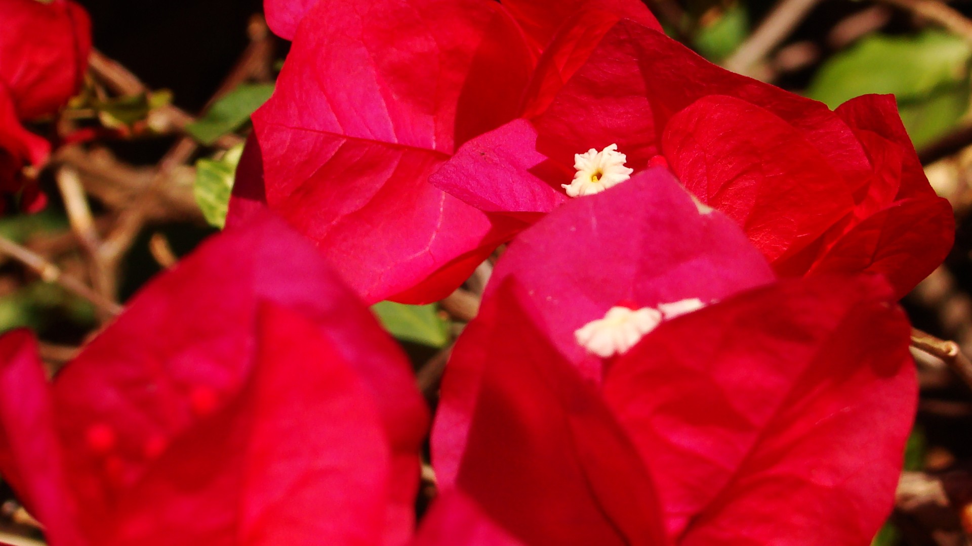 General 1920x1080 plants flowers colorful bougainvillea red flowers