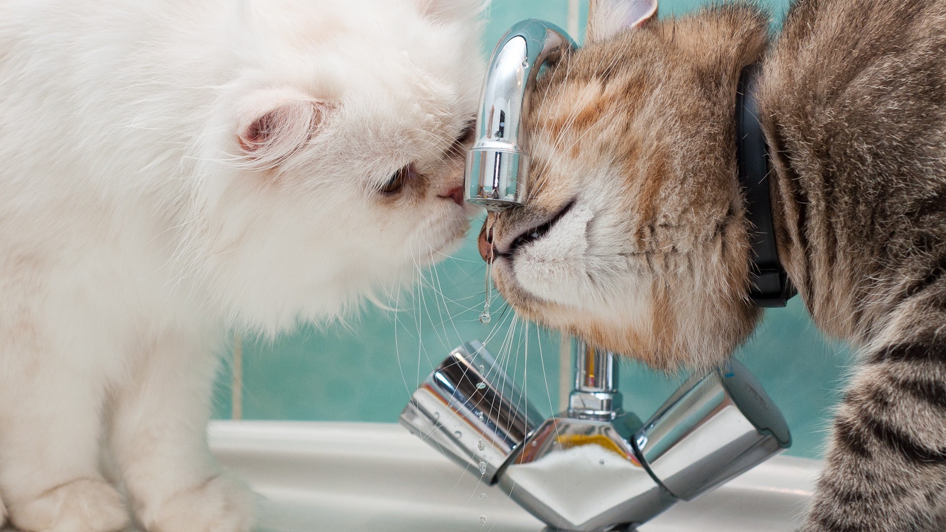 General 1920x1080 faucets cats animals water drops mammals drinking indoors closeup