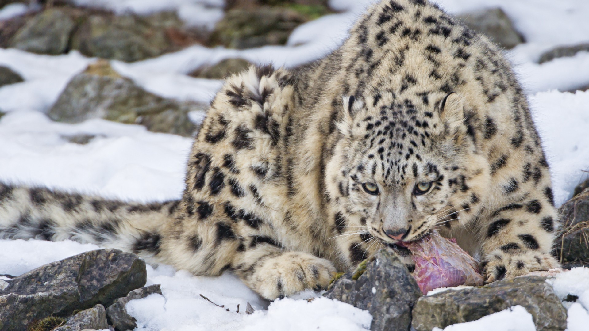 General 1920x1080 snow leopards leopard big cats animals mammals food eating wildlife