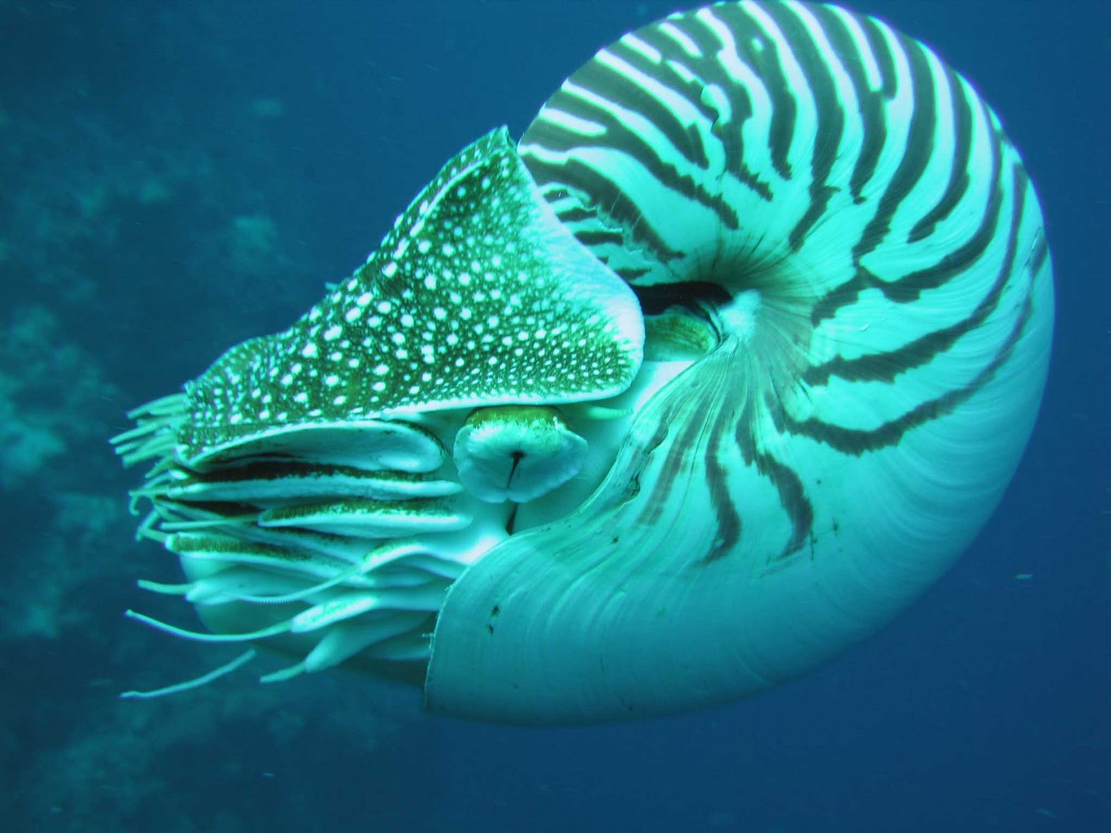 General 1600x1200 animals underwater cyan turquoise sea life