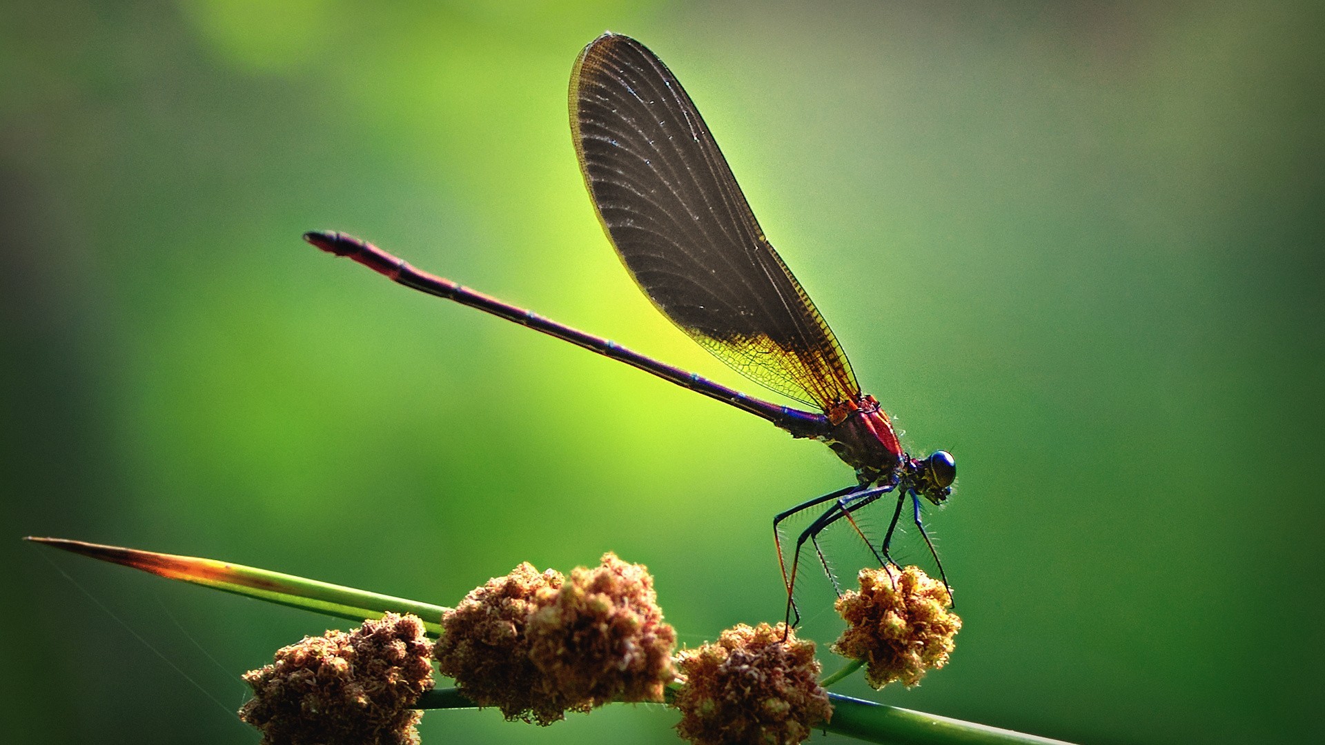 General 1920x1080 nature flying animals green artwork dragonflies insect plants macro