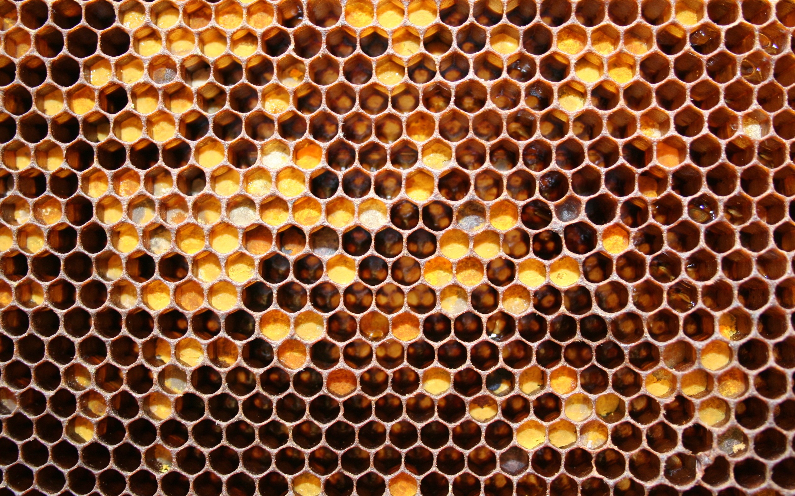 General 2560x1600 beehive patterns hexagon texture honeycombs yellow honey closeup