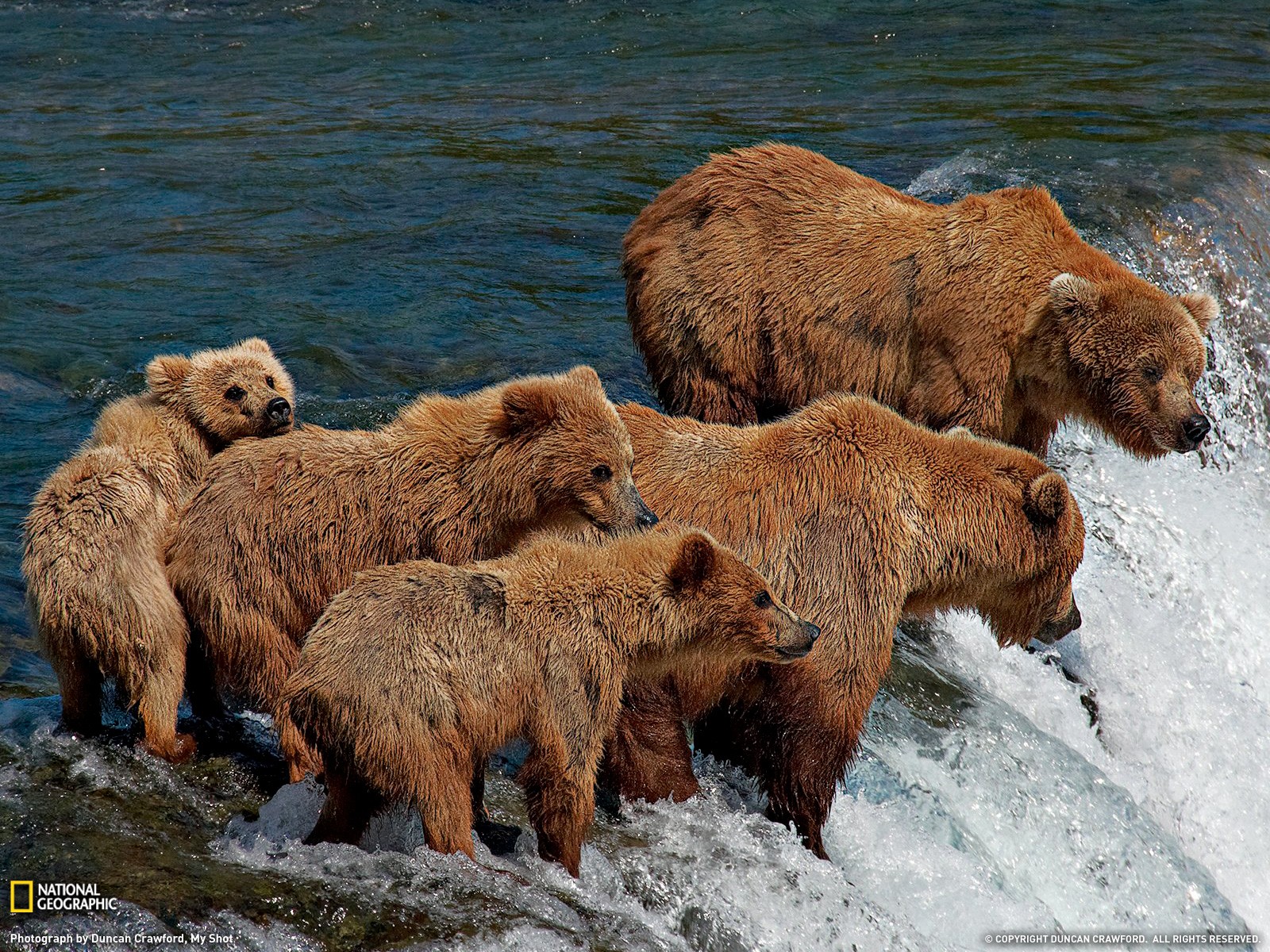 General 1600x1200 bears waterfall grizzly bear National Geographic baby animals animals mammals