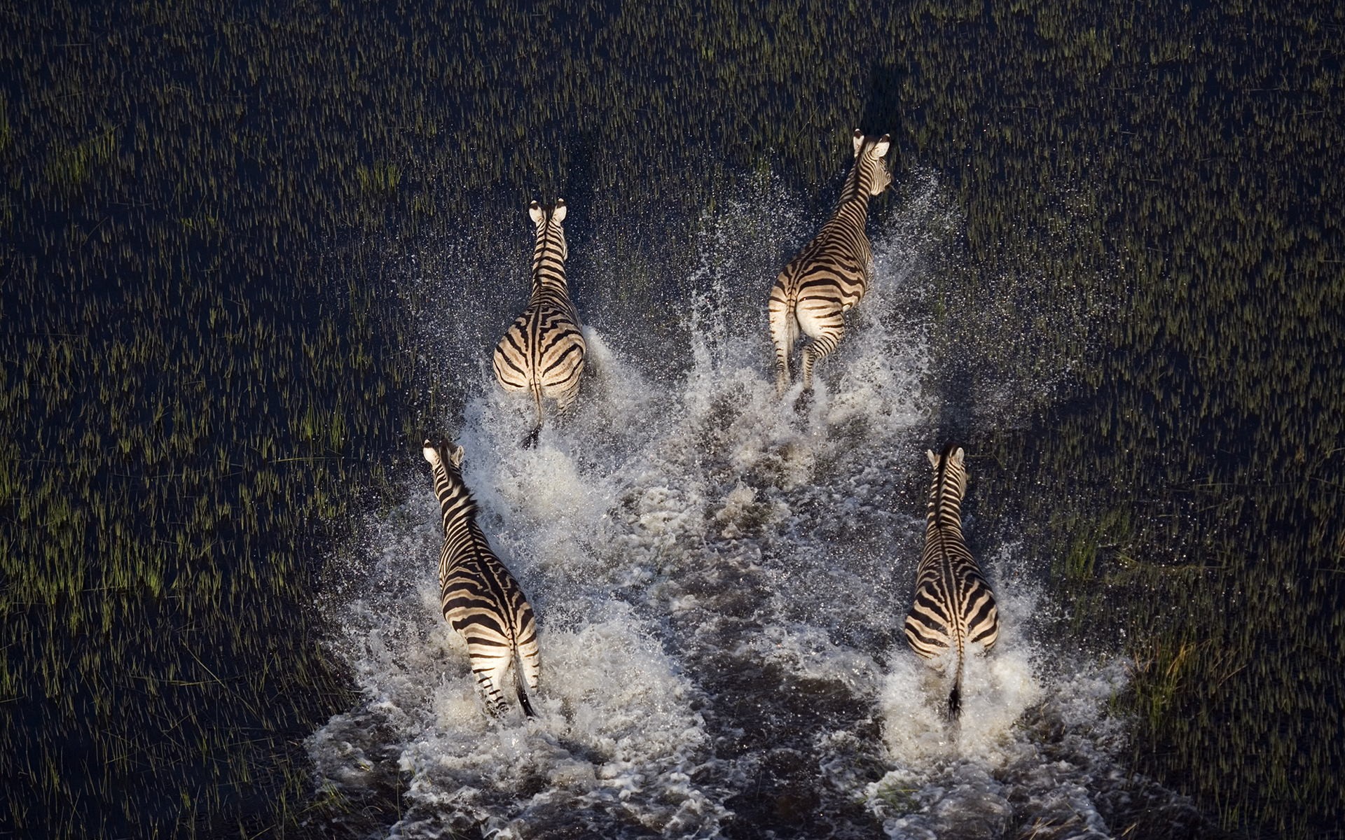 General 1920x1200 animals nature zebras aerial view mammals water splash in water water running