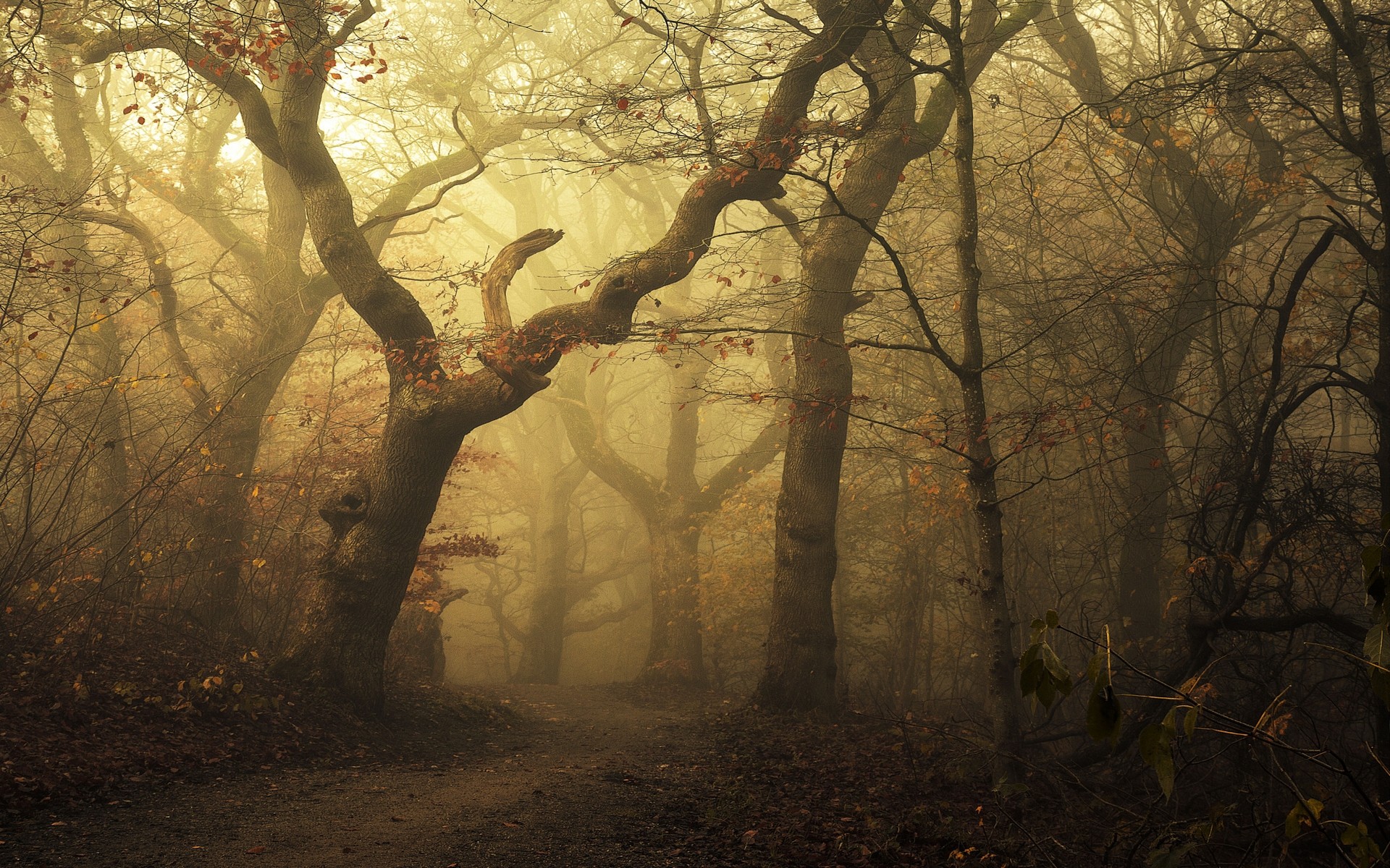 General 1920x1200 mist morning nature forest path leaves trees fall sunlight