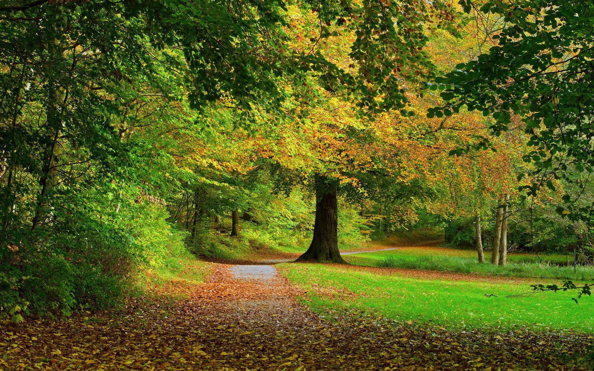 General 1920x1200 nature leaves park trees path fall shrubs grass green road foliage