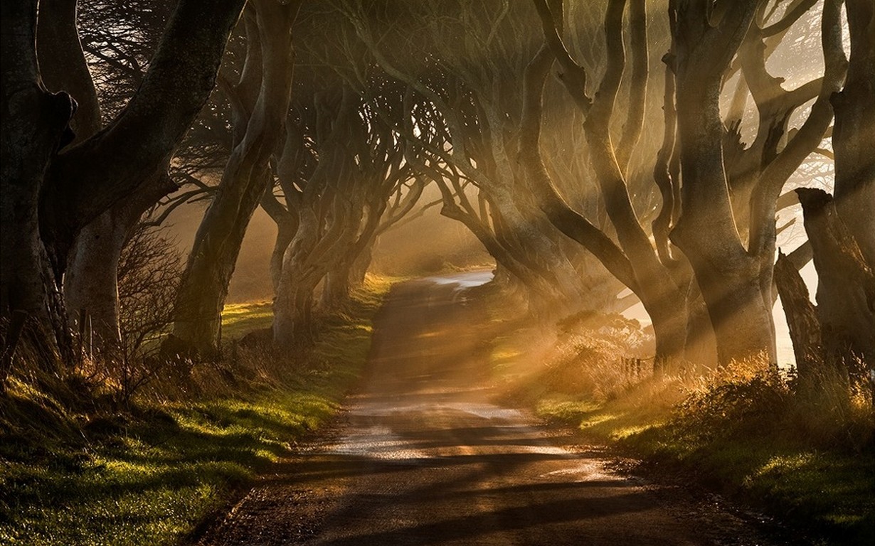 General 1230x768 nature mist sun rays road trees grass shrubs Ireland dirt road orange Dark Hedges