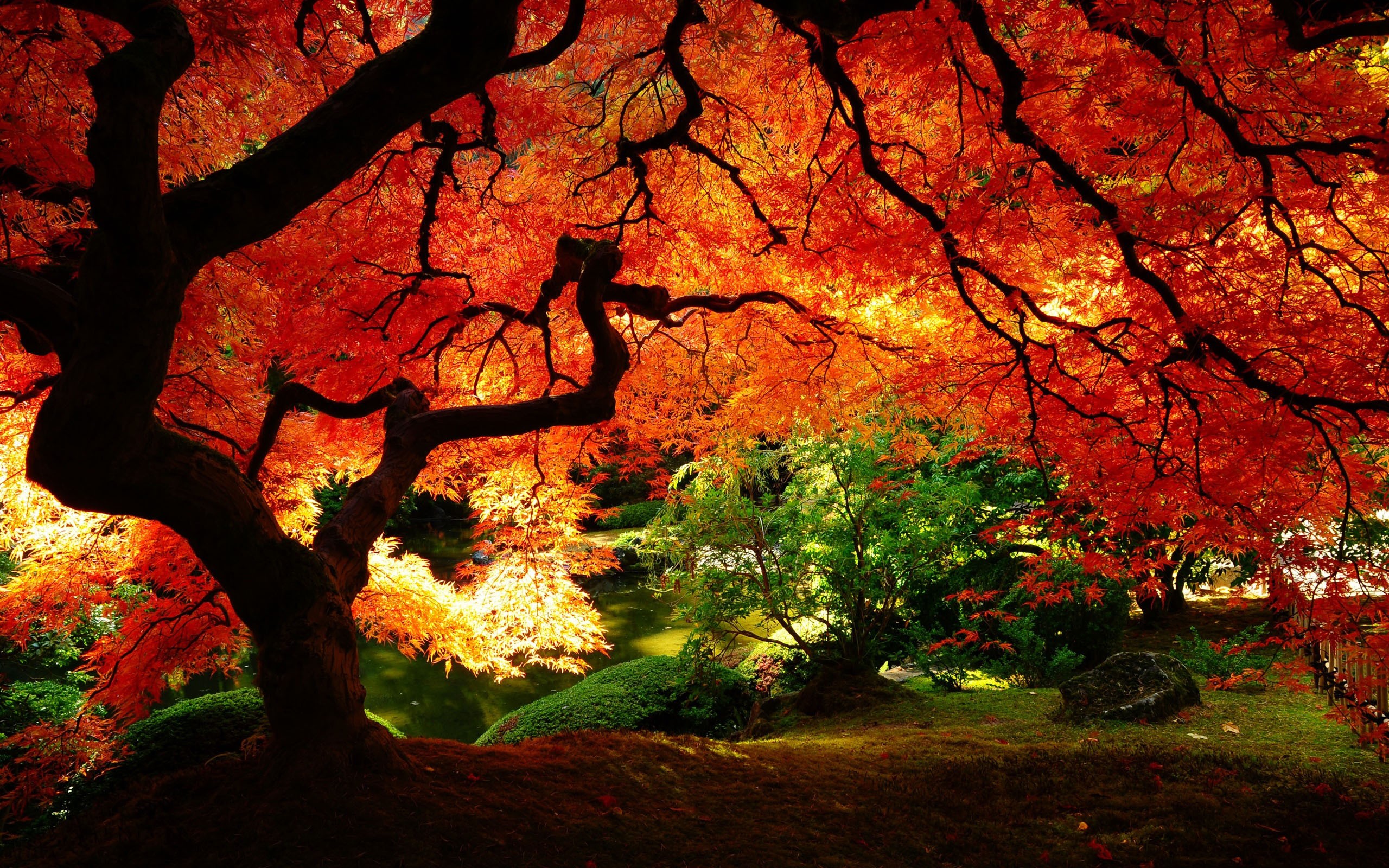 General 2560x1600 red leaves red garden trees plants