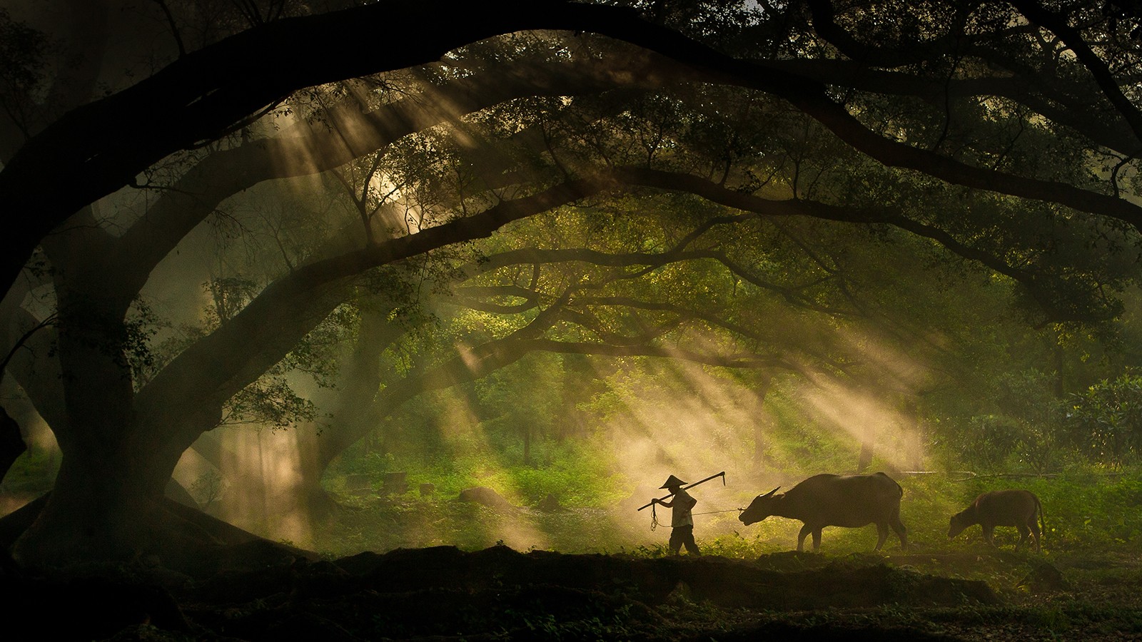 General 1600x900 nature landscape trees forest branch men animals cow sun rays moss silhouette photography Sony