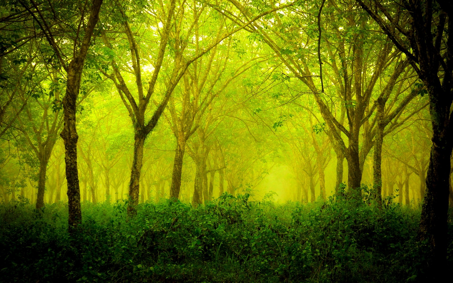 General 1920x1200 forest green nature trees plants outdoors