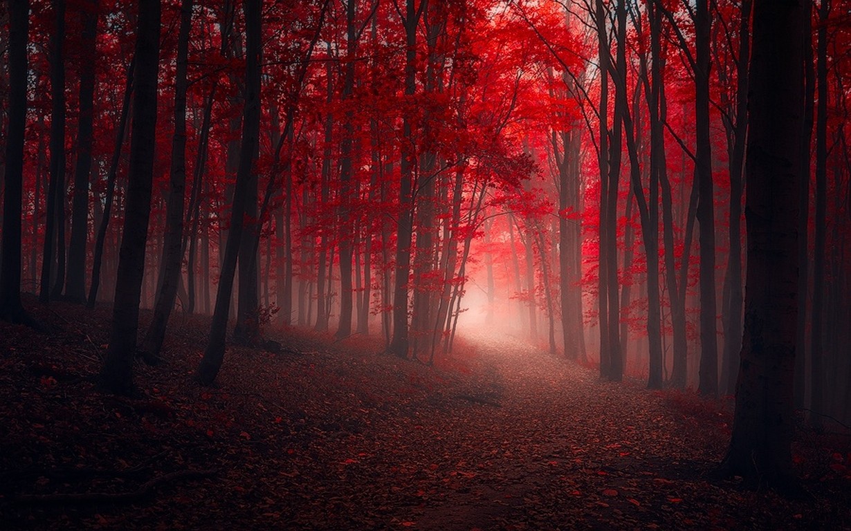 General 1230x768 nature trees fall red path leaves mist forest sunlight dark