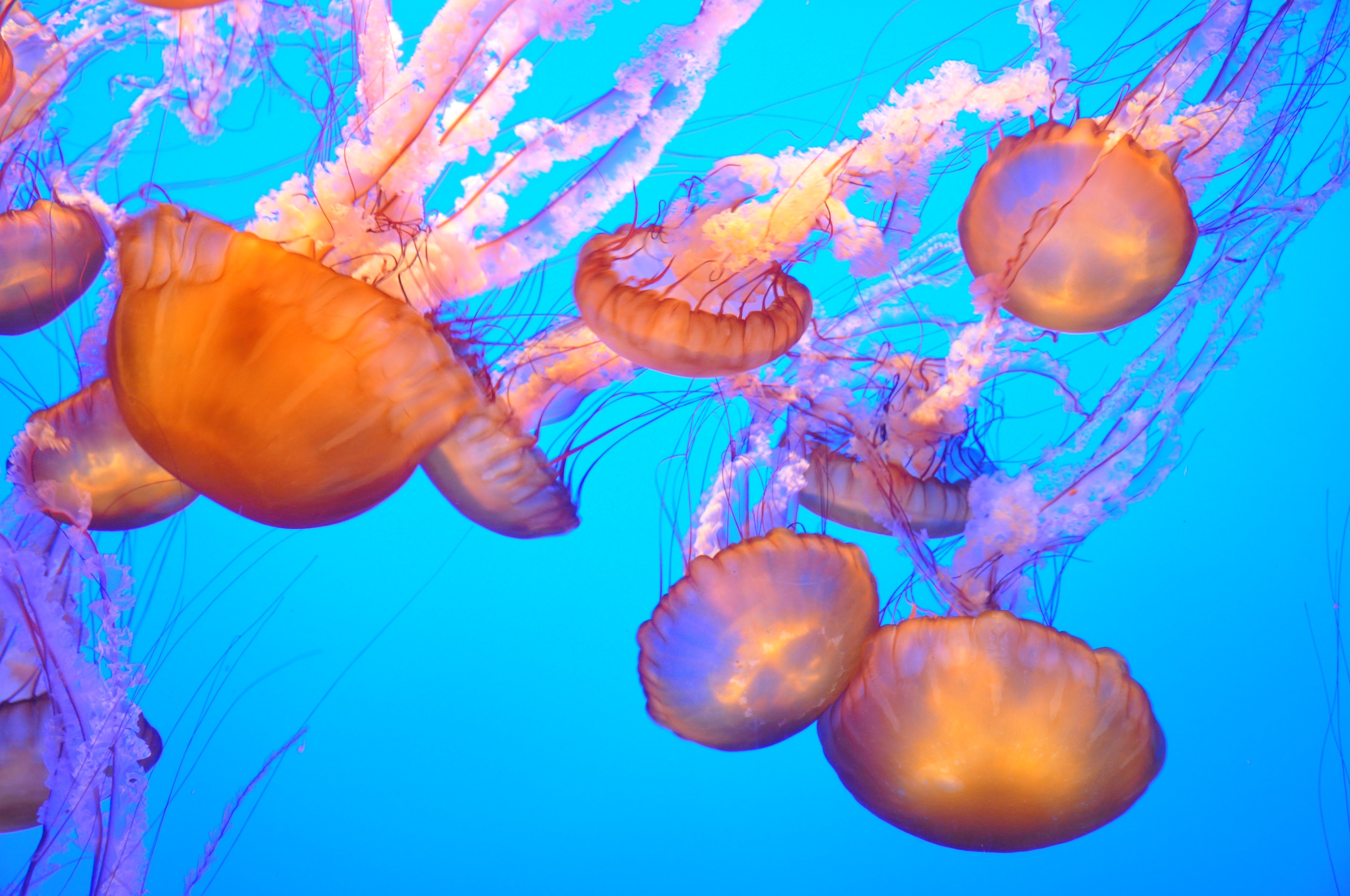 General 4288x2848 jellyfish water underwater nature sea animals
