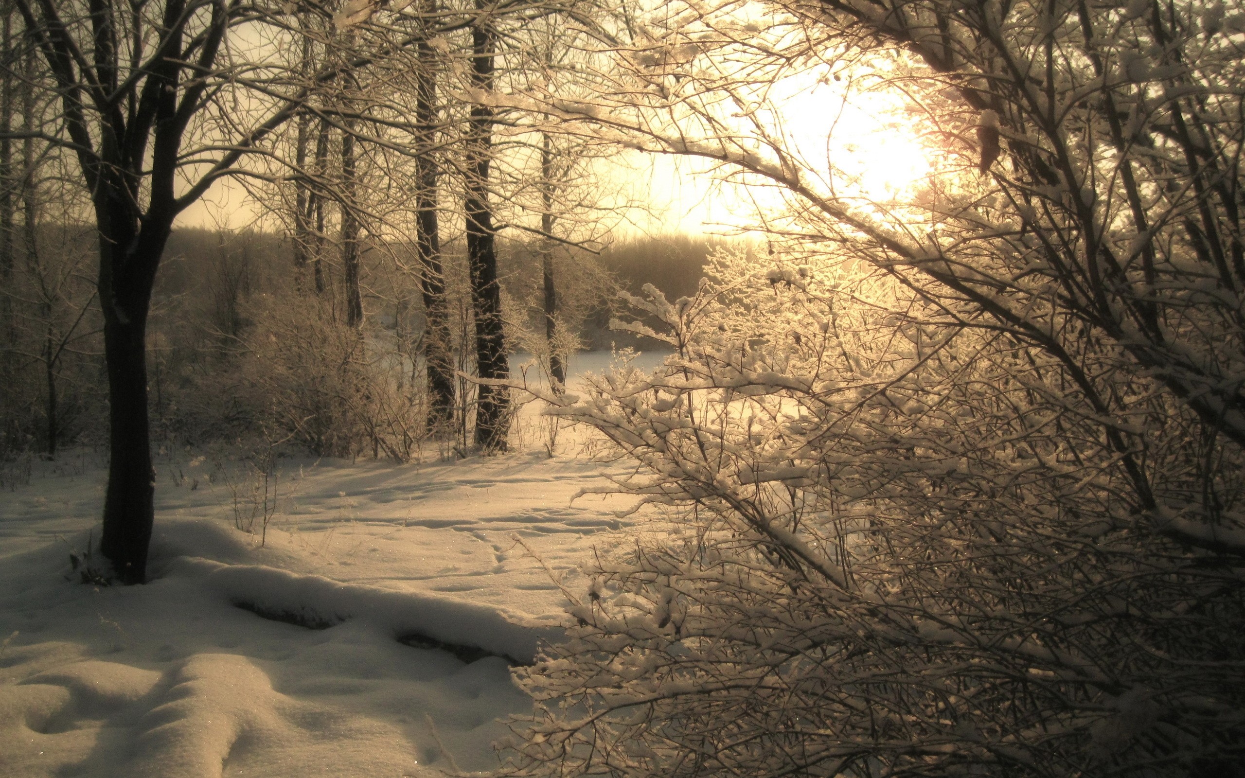 General 2560x1600 nature trees snow winter dappled sunlight cold ice outdoors sunlight