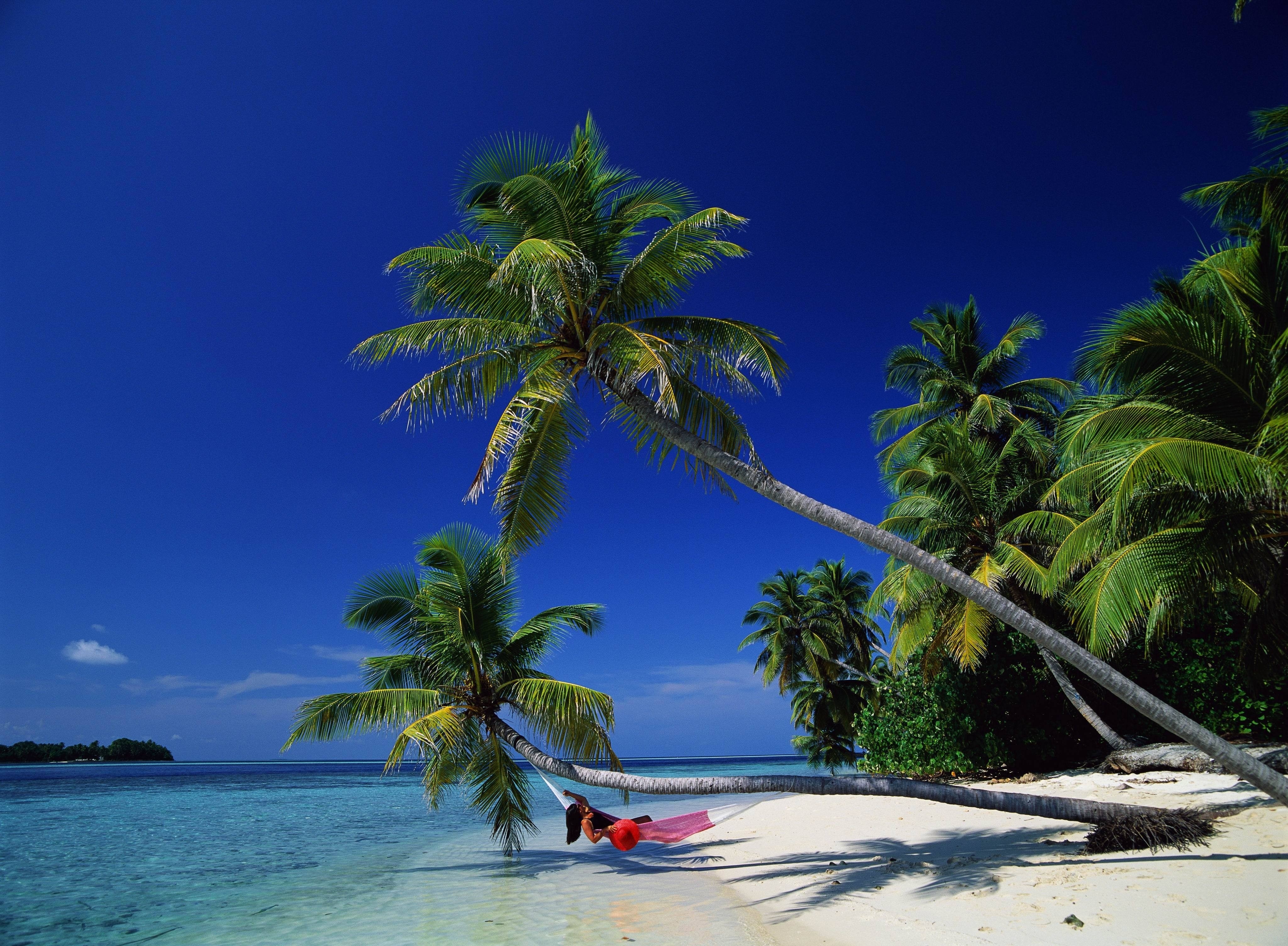 General 4096x3007 palm trees beach sea tropical outdoors