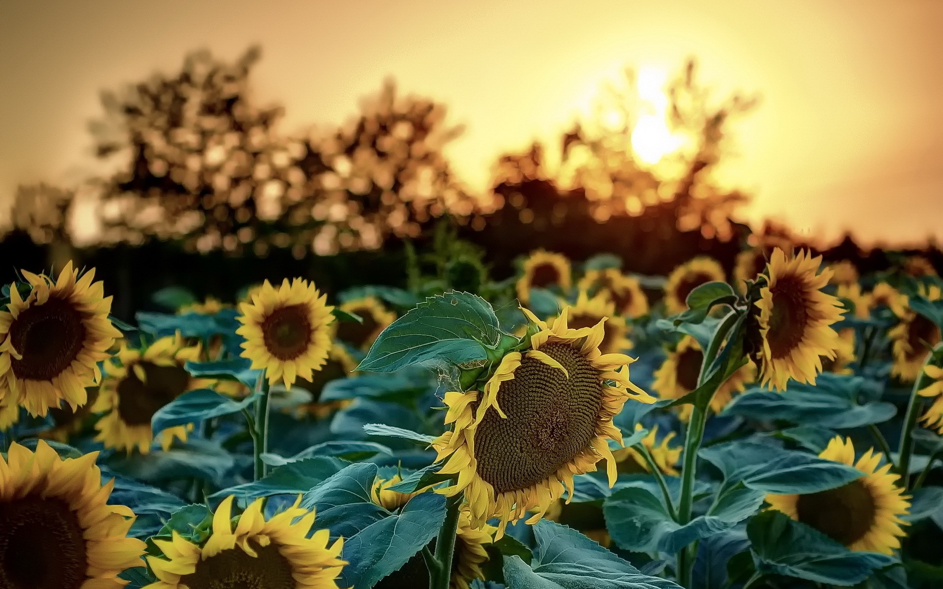 General 1920x1200 sunflowers sunlight nature flowers bokeh plants outdoors yellow flowers leaves