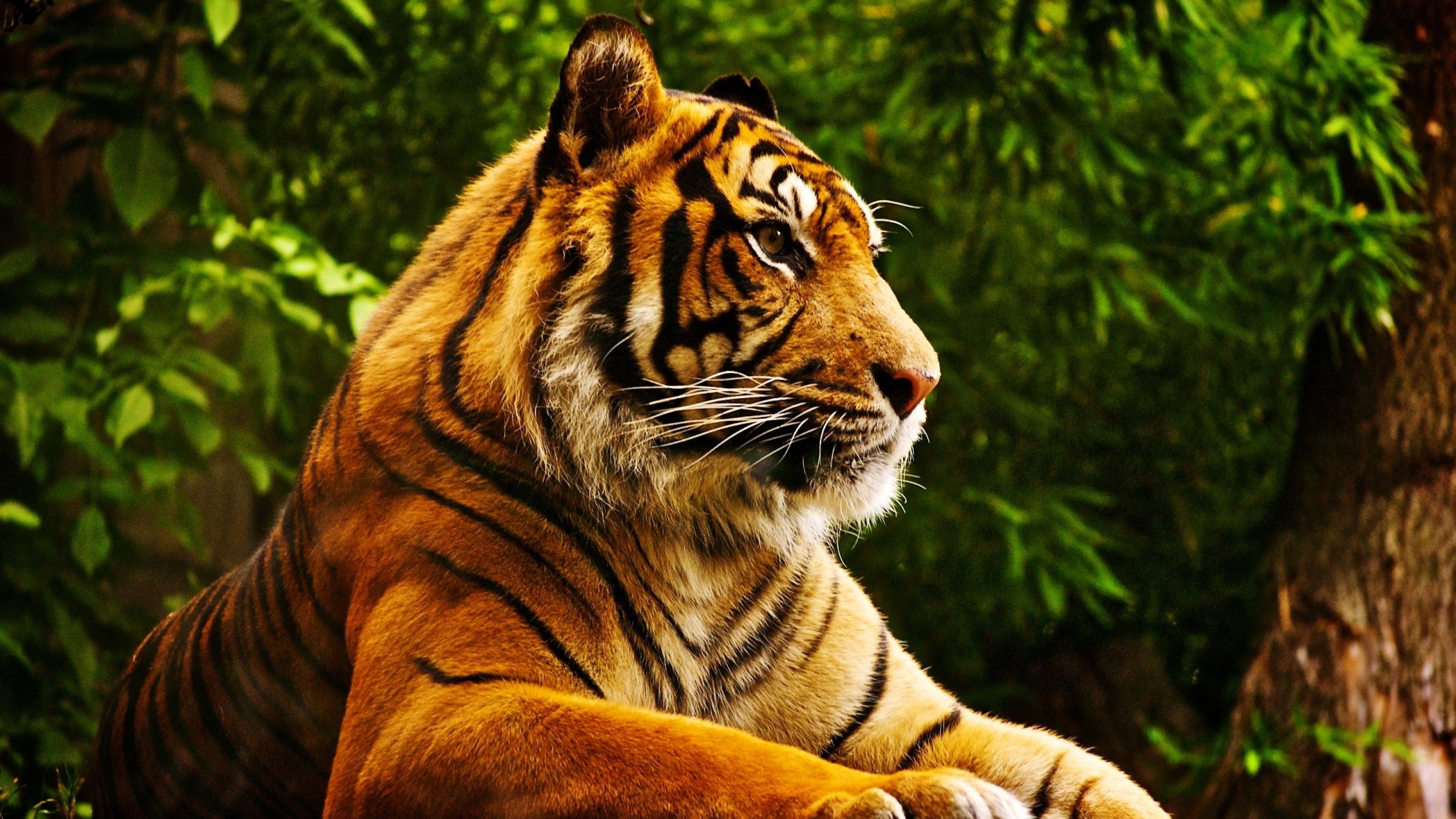 General 3840x2160 animals tropical forest tiger mammals big cats closeup