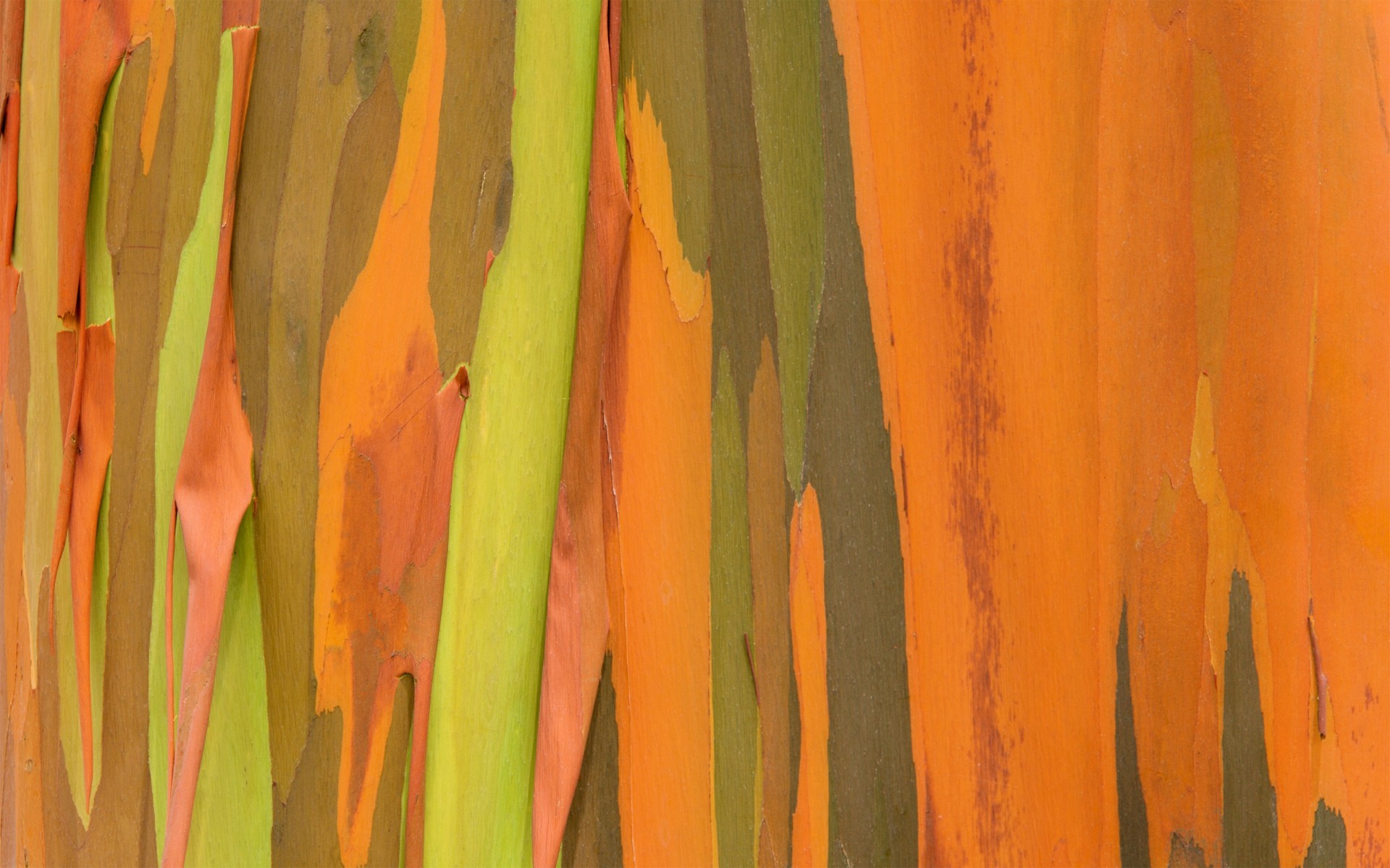 General 1920x1200 colorful orange texture closeup digital art