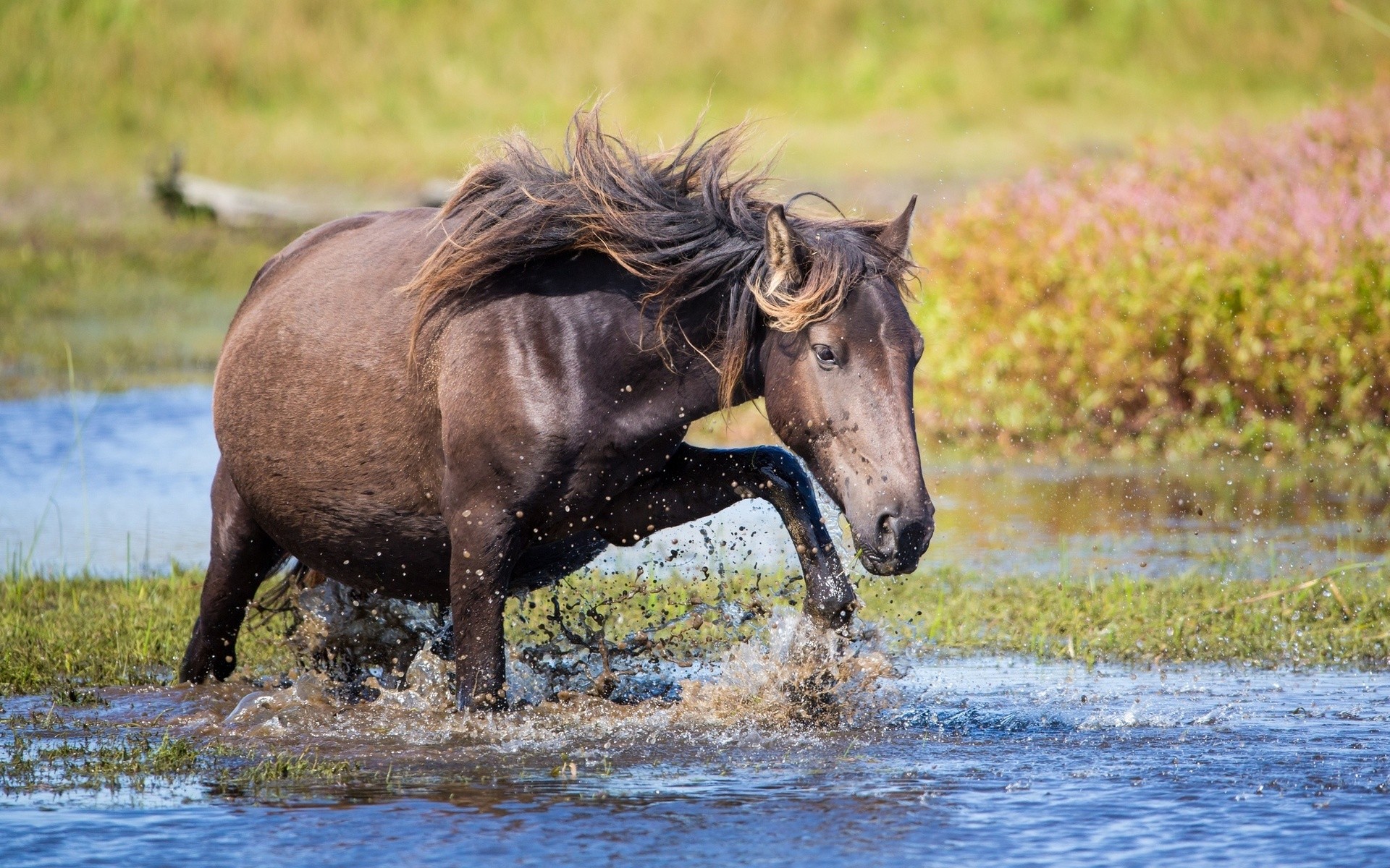 General 1920x1200 animals horse in water mammals outdoors
