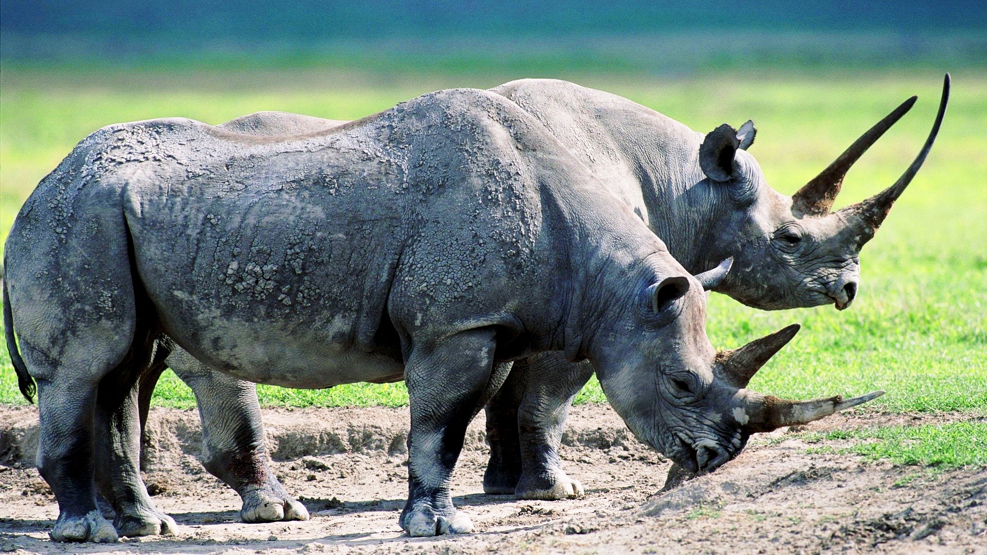 General 1920x1080 rhino animals horns mammals
