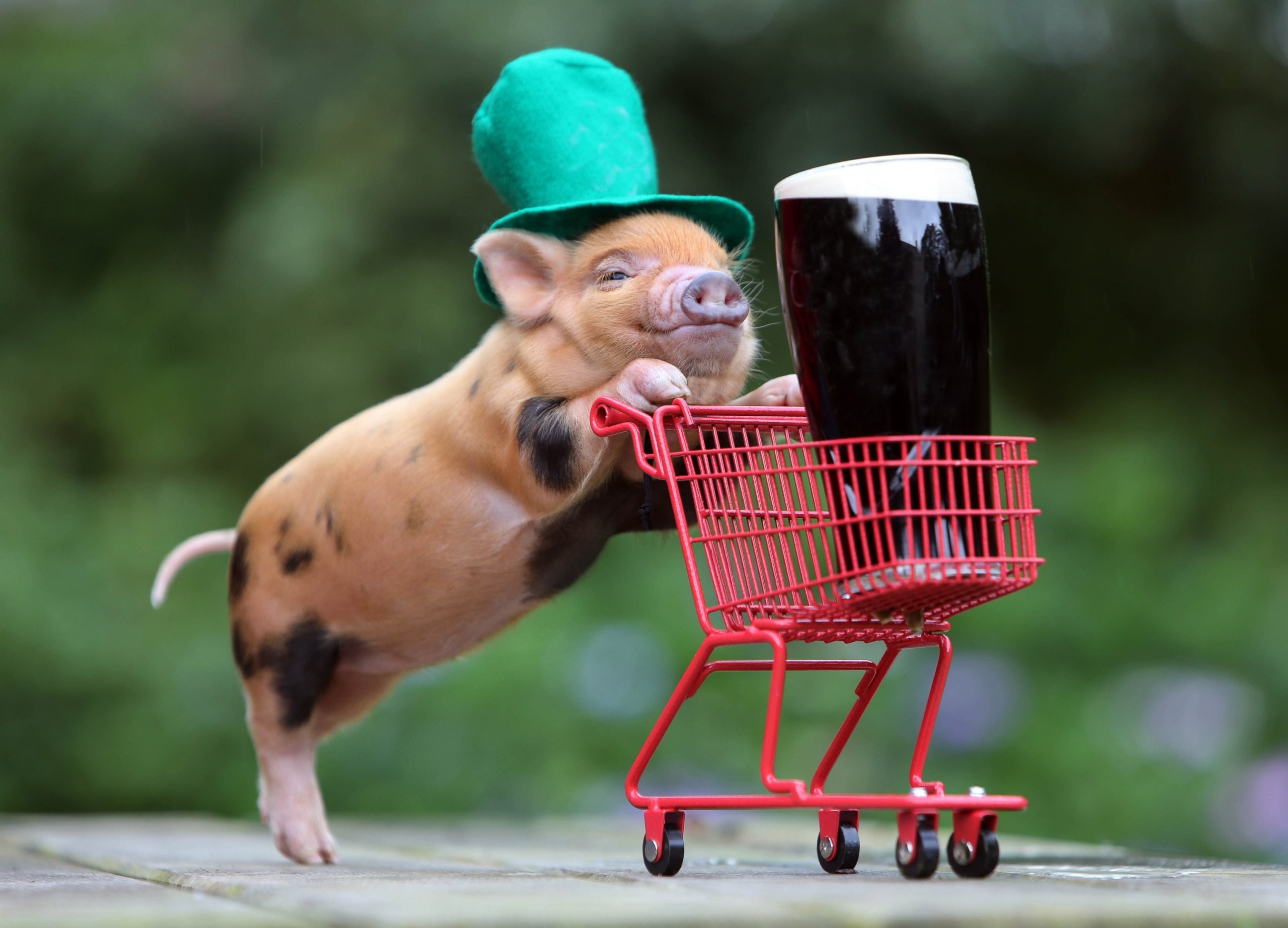 General 2592x1868 humor beer shopping cart funny hats baby animals pigs Guinness top hats animals mammals drinking glass hat drinking problems