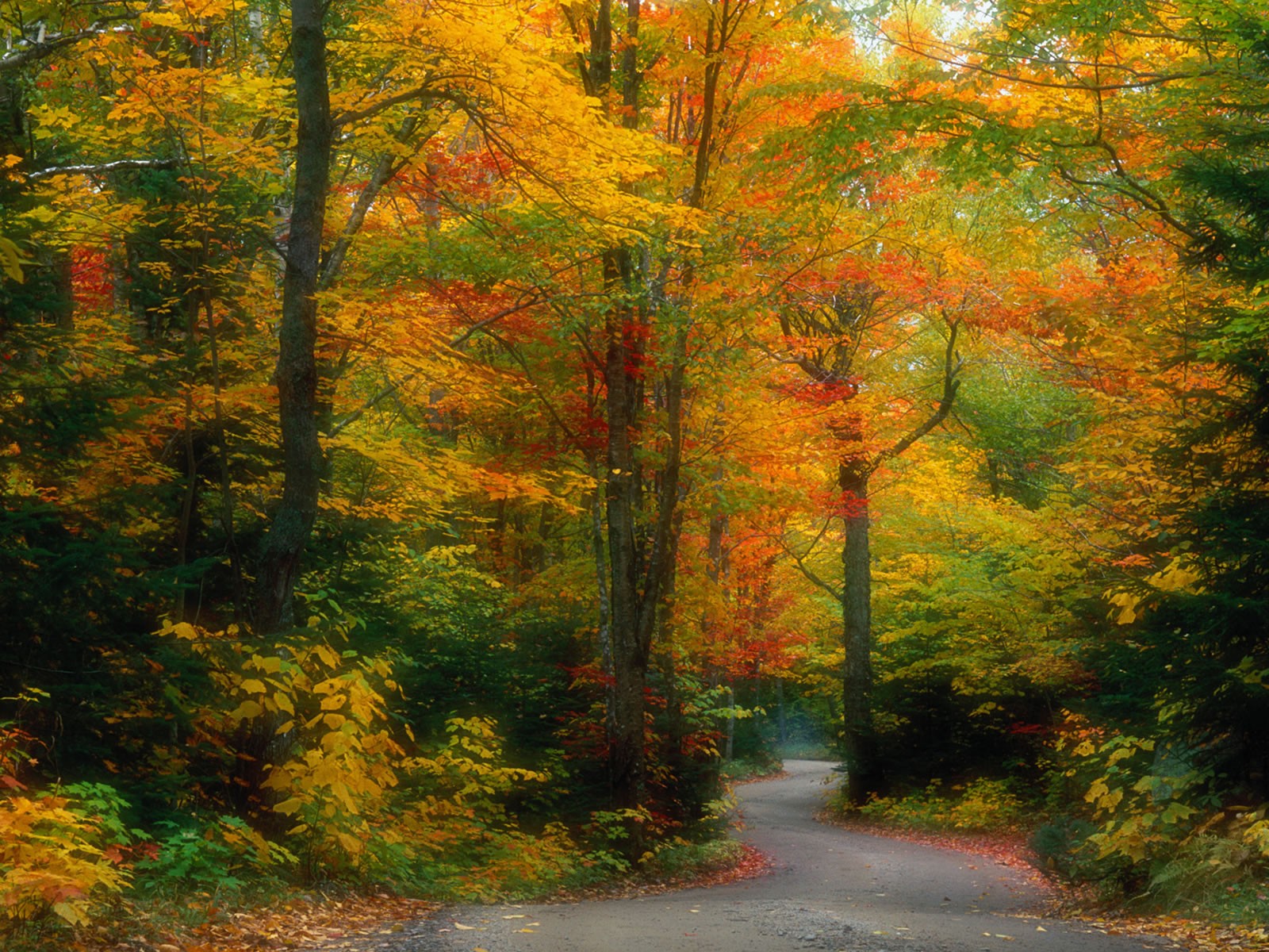 General 1600x1200 nature forest fall path red leaves