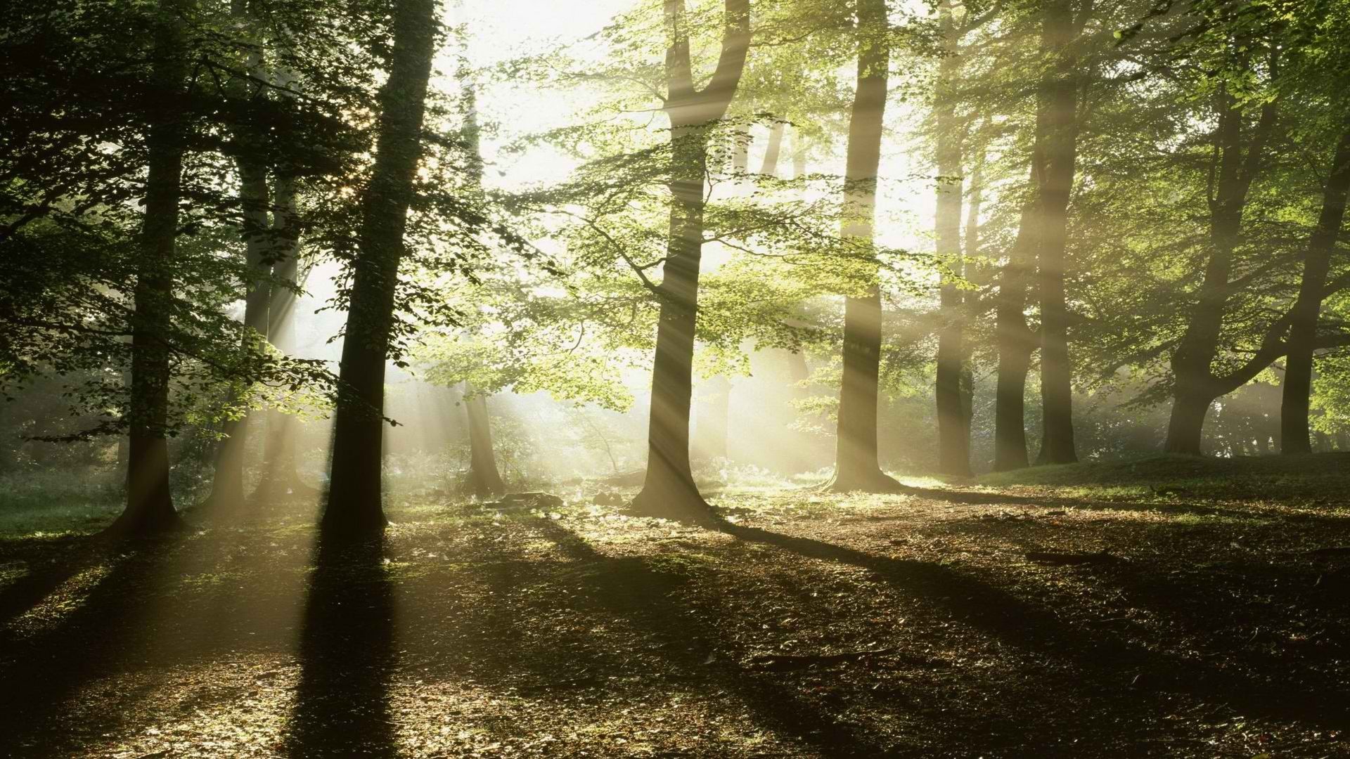 General 1920x1080 photography nature forest trees sun rays sunlight plants
