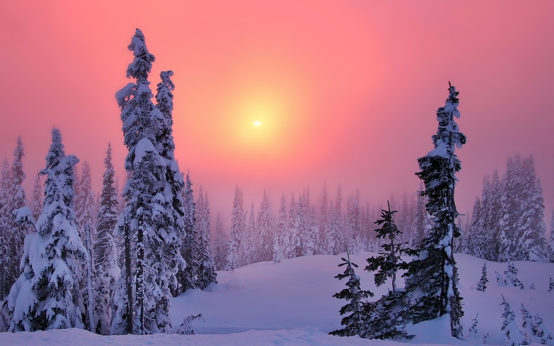 General 1920x1200 winter snow trees forest Sun sunset sky landscape nature sunlight cold