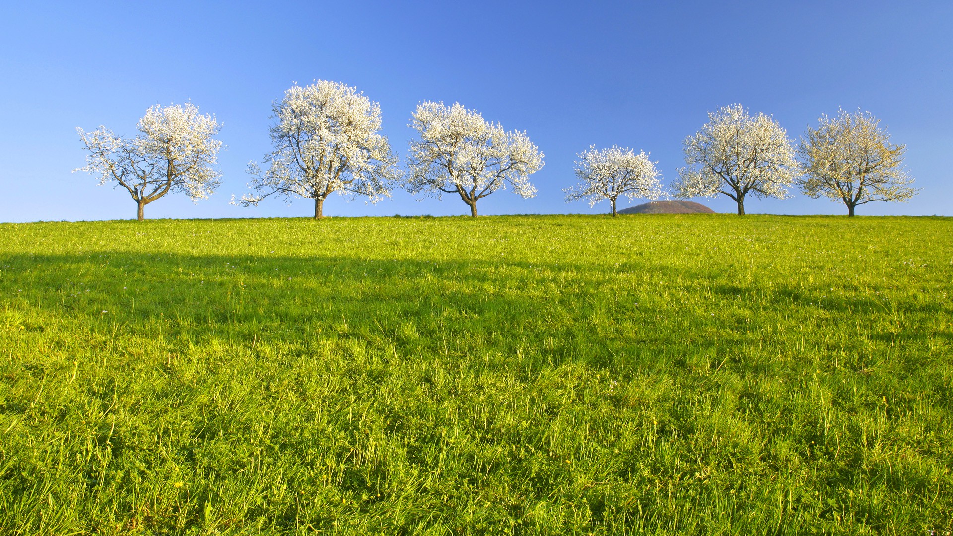 General 1920x1080 nature landscape trees spring grass field