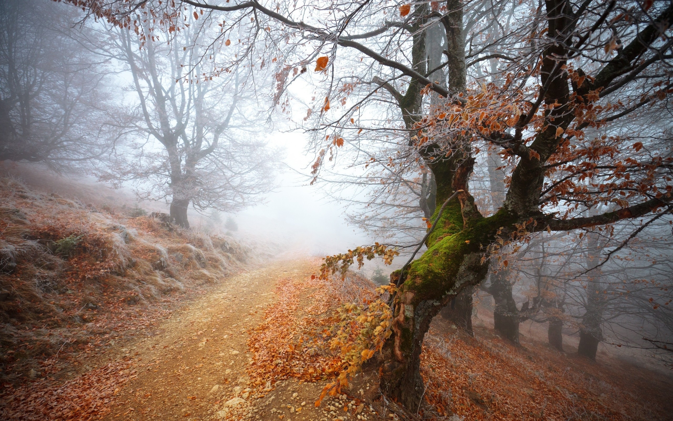 General 2560x1600 nature forest trees path mist dirt road