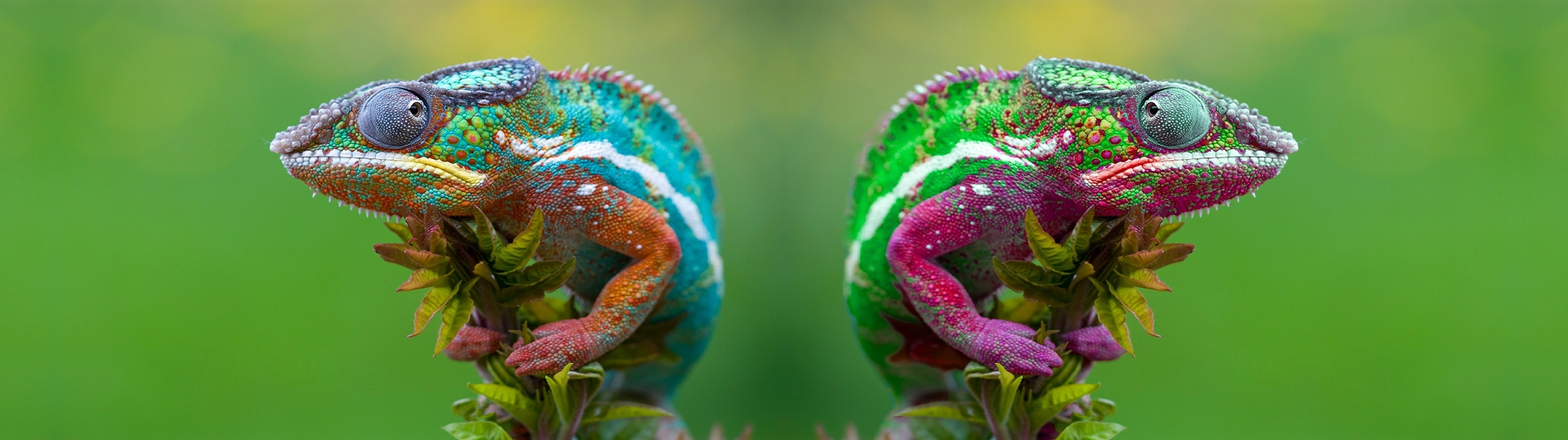 General 3840x1080 chameleons animals nature colorful green background camouflage