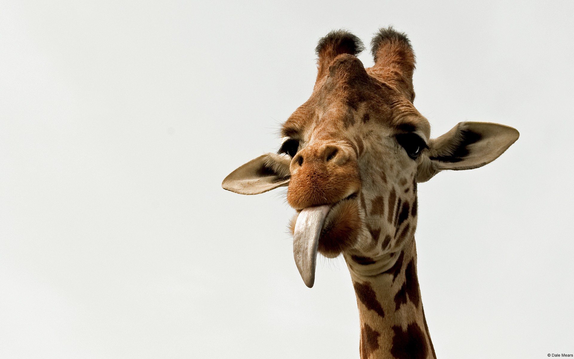 General 1920x1200 animals giraffes mammals tongue out simple background watermarked