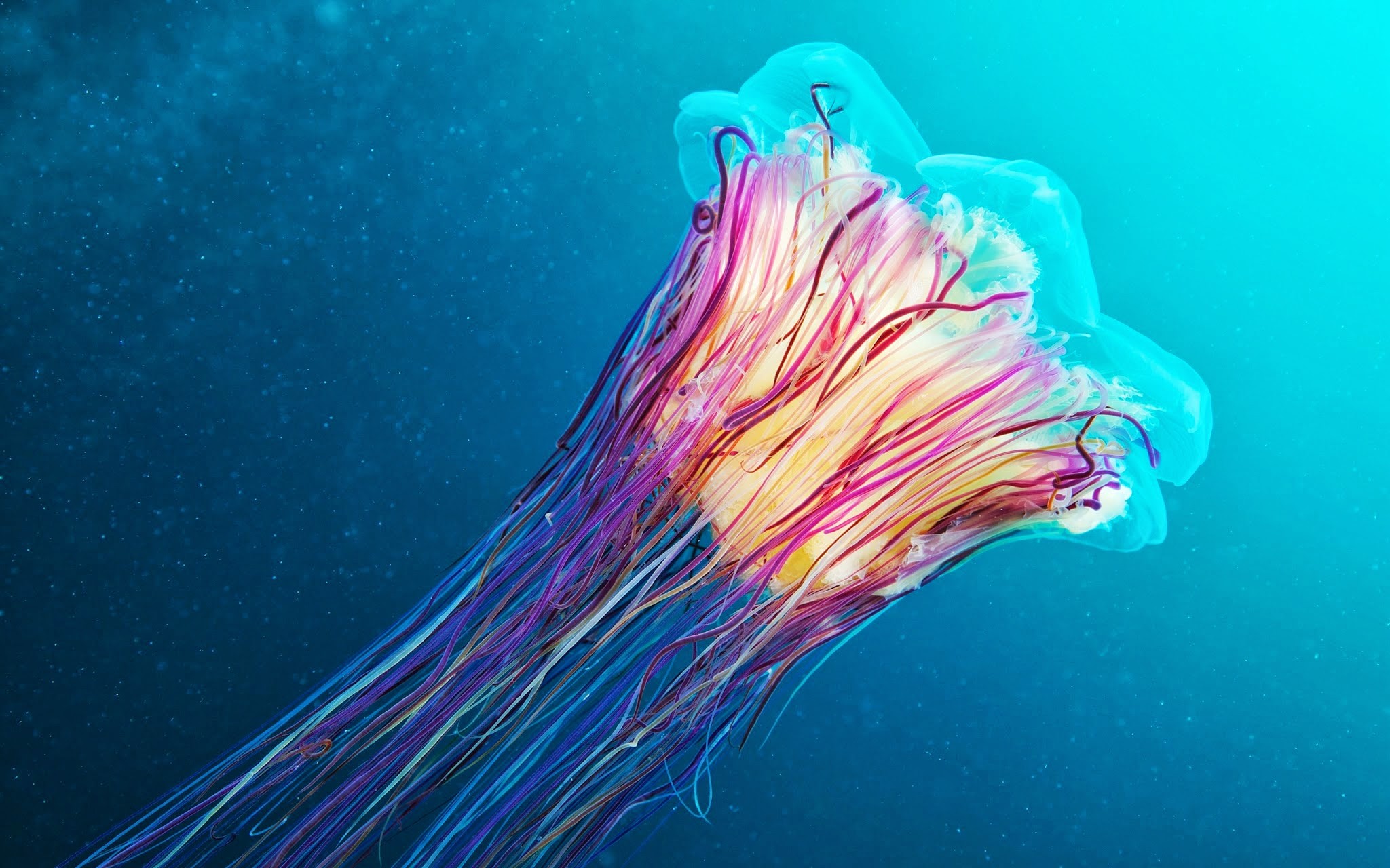 General 2048x1280 underwater Medusa jellyfish colorful animals cyan blue closeup