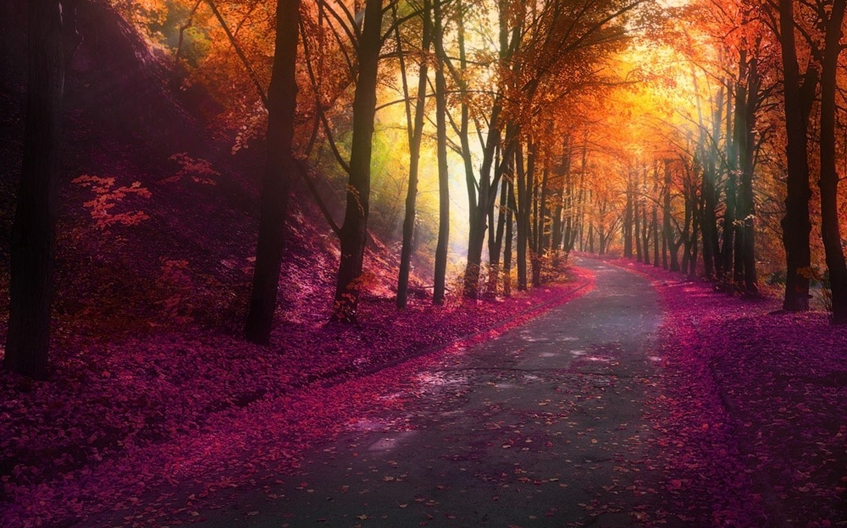 General 1230x768 nature fall park trees colorful landscape leaves hills road lights