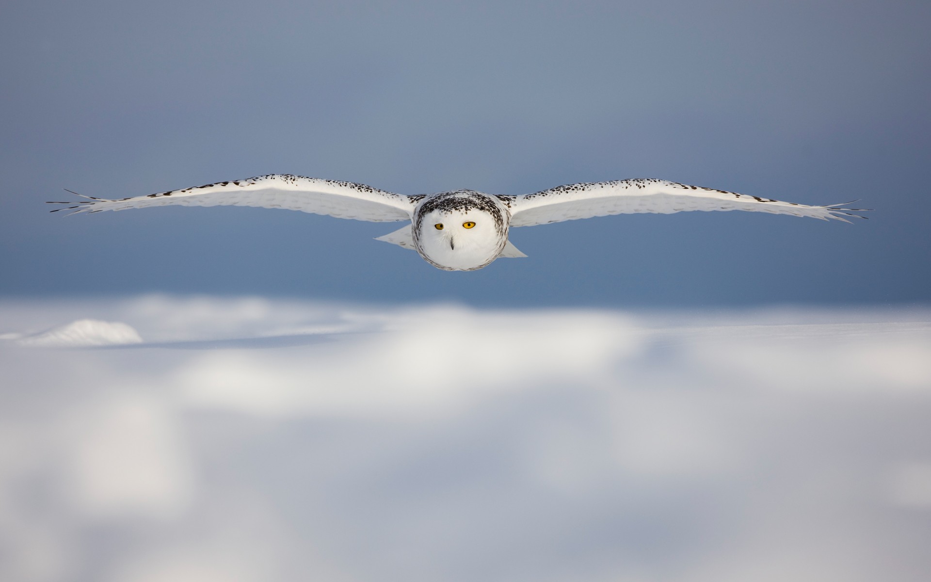 General 1920x1200 nature animals wildlife birds owl snowy owl blurred macro photography white wings flying yellow eyes