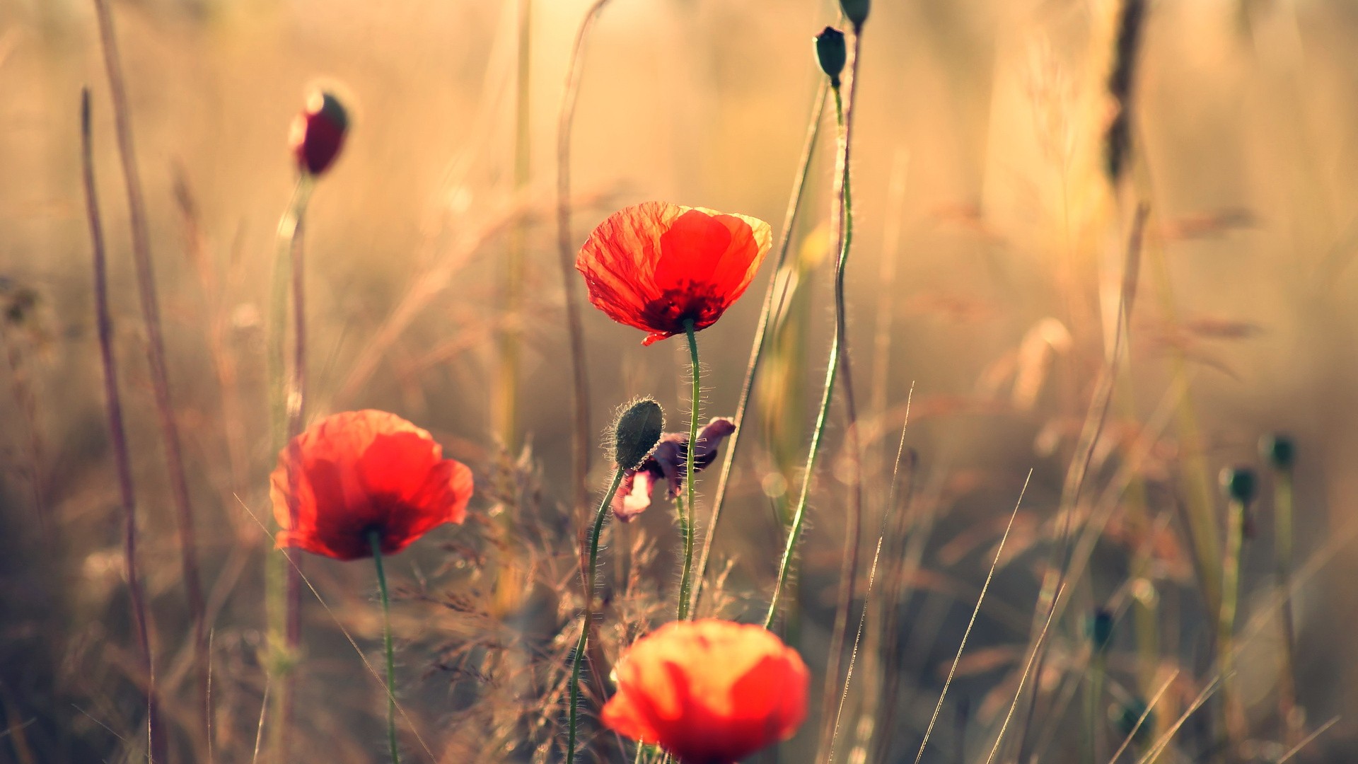 General 1920x1080 flowers poppies red flowers plants sunlight outdoors