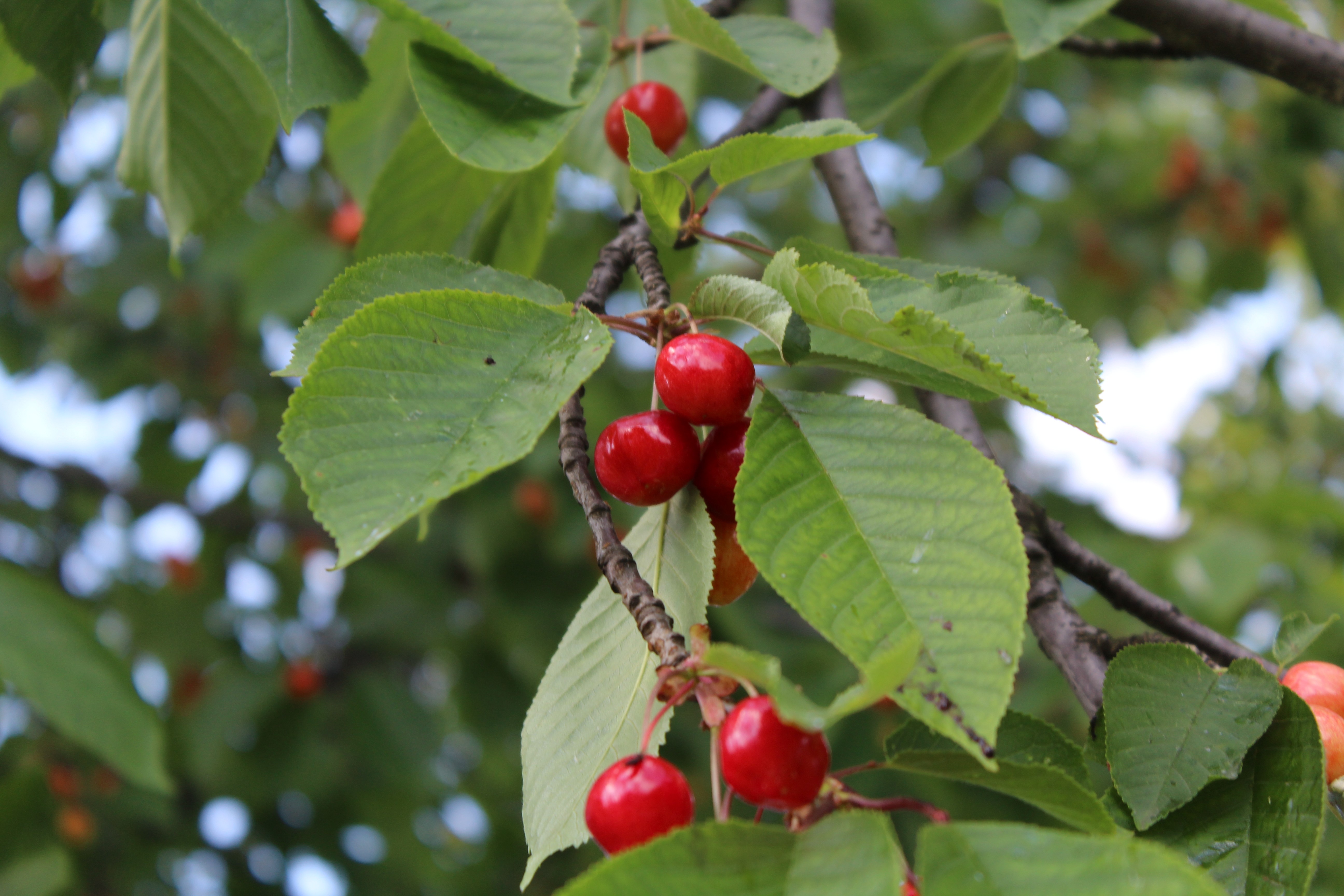 General 5184x3456 cherries plants fruit food leaves twigs nature trees
