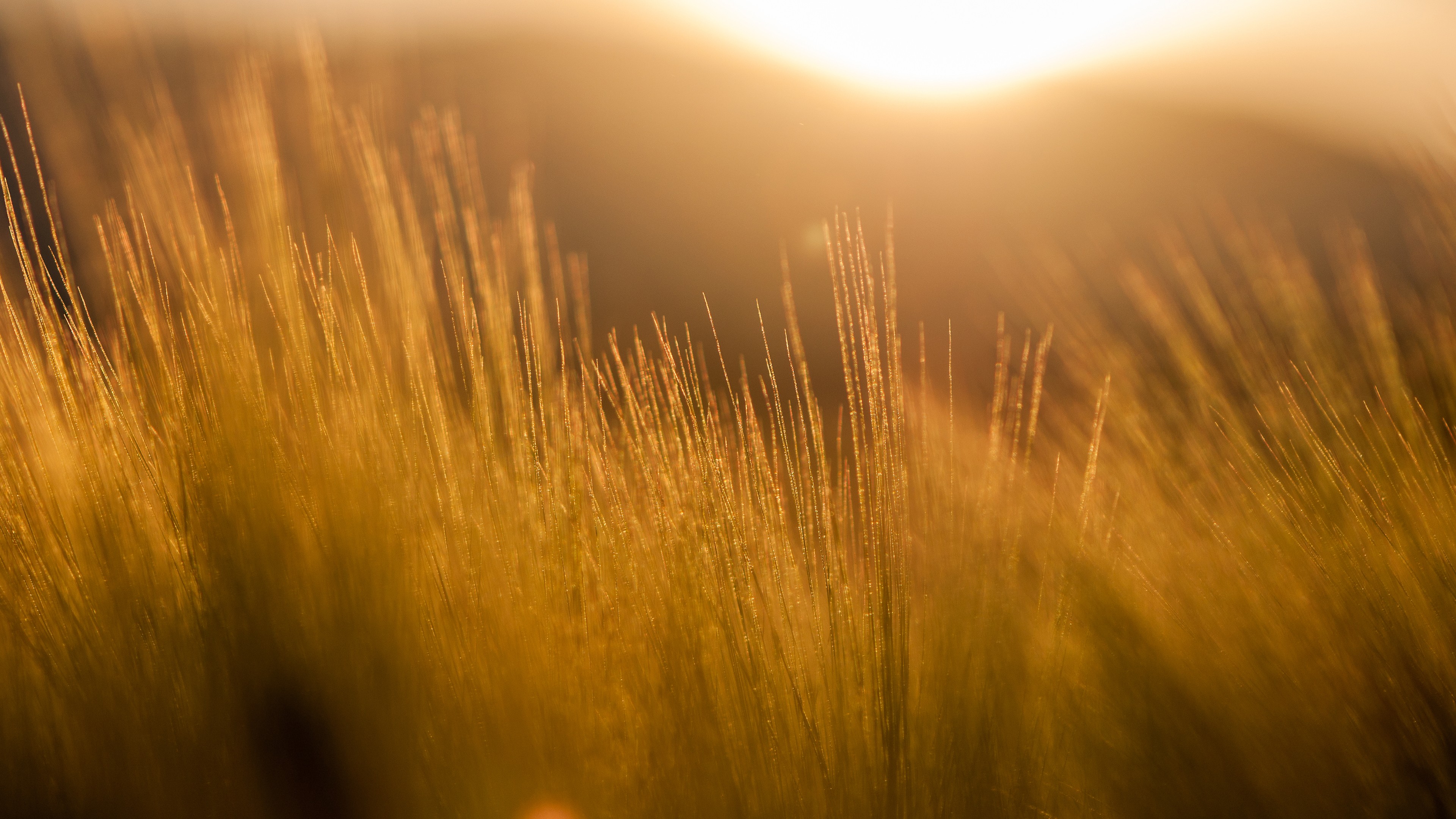 General 3840x2160 nature filter photography field sun rays barley yellow orange lights plants outdoors