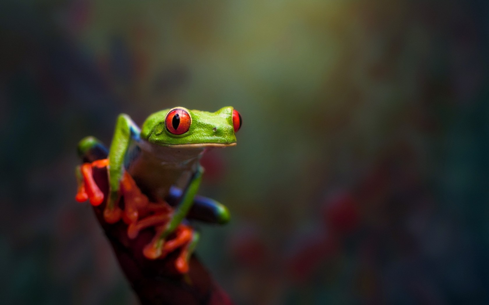 General 1680x1050 animals frog amphibian Red-Eyed Tree Frogs closeup macro